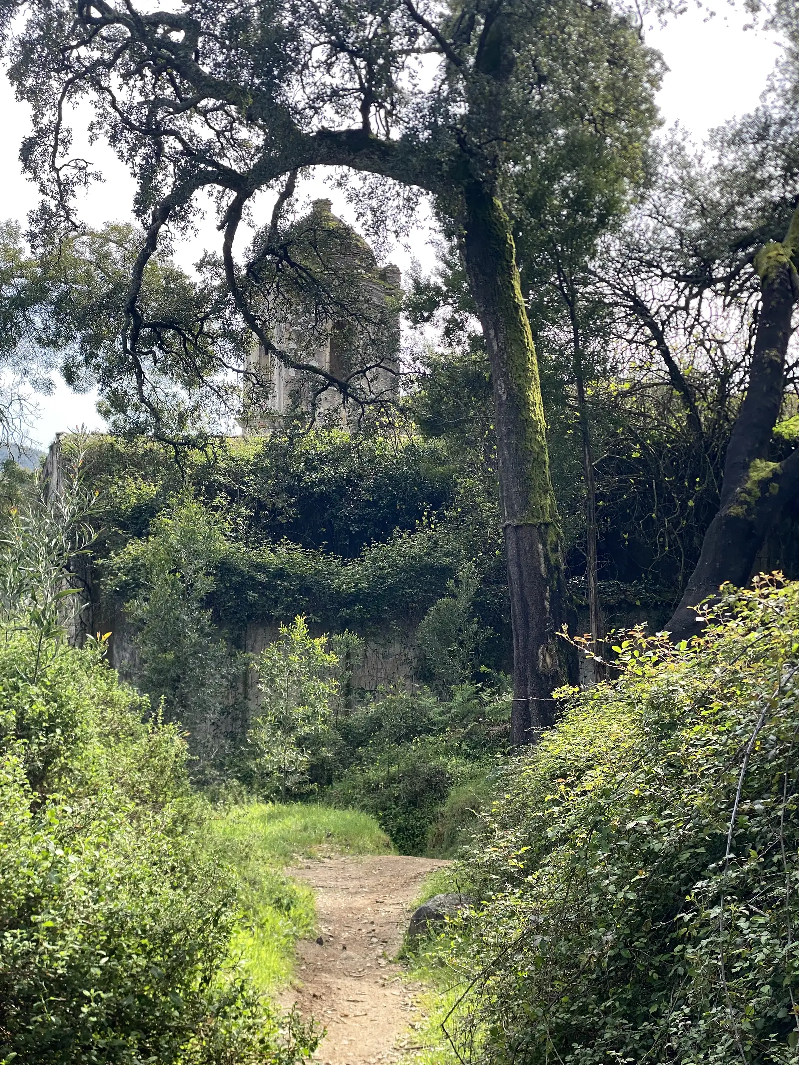 Ruined stone tower standing above an ivy-smothered wall, glimpsed through the twisted branches of cork oaks from an earth path climbing towards it.