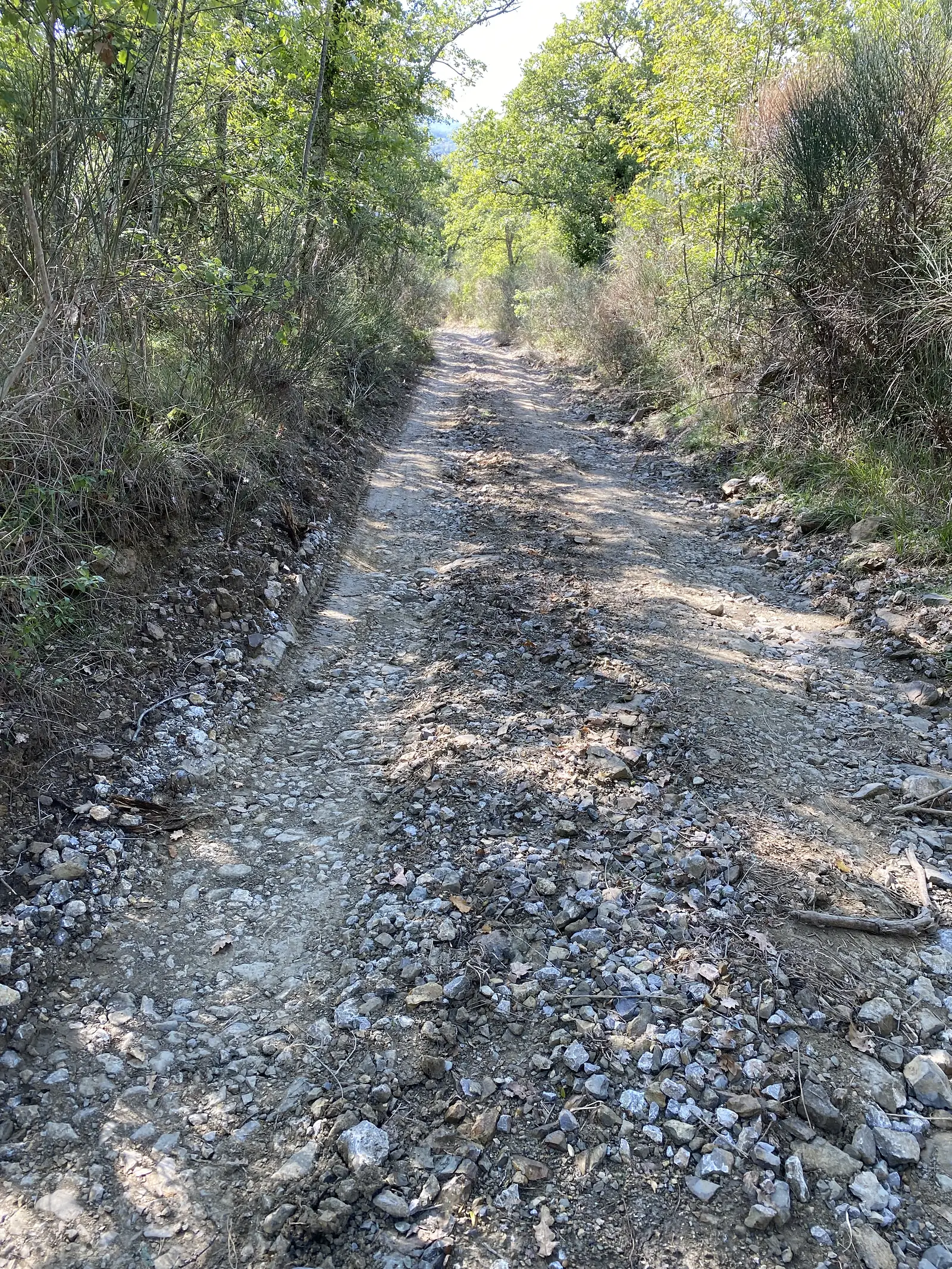 A rough, eroded stony track cutting through woodland, its surface rutted with loose pale rocks and gullies.