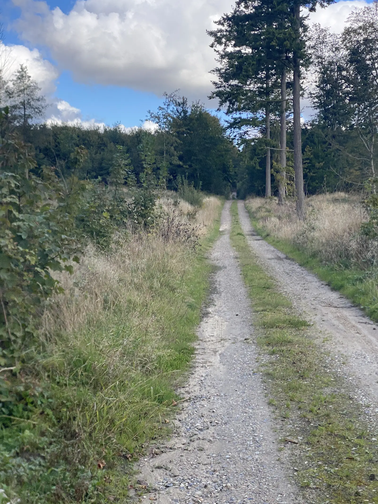 A grassy double-track running away between rough verges towards conifers and mixed woodland.