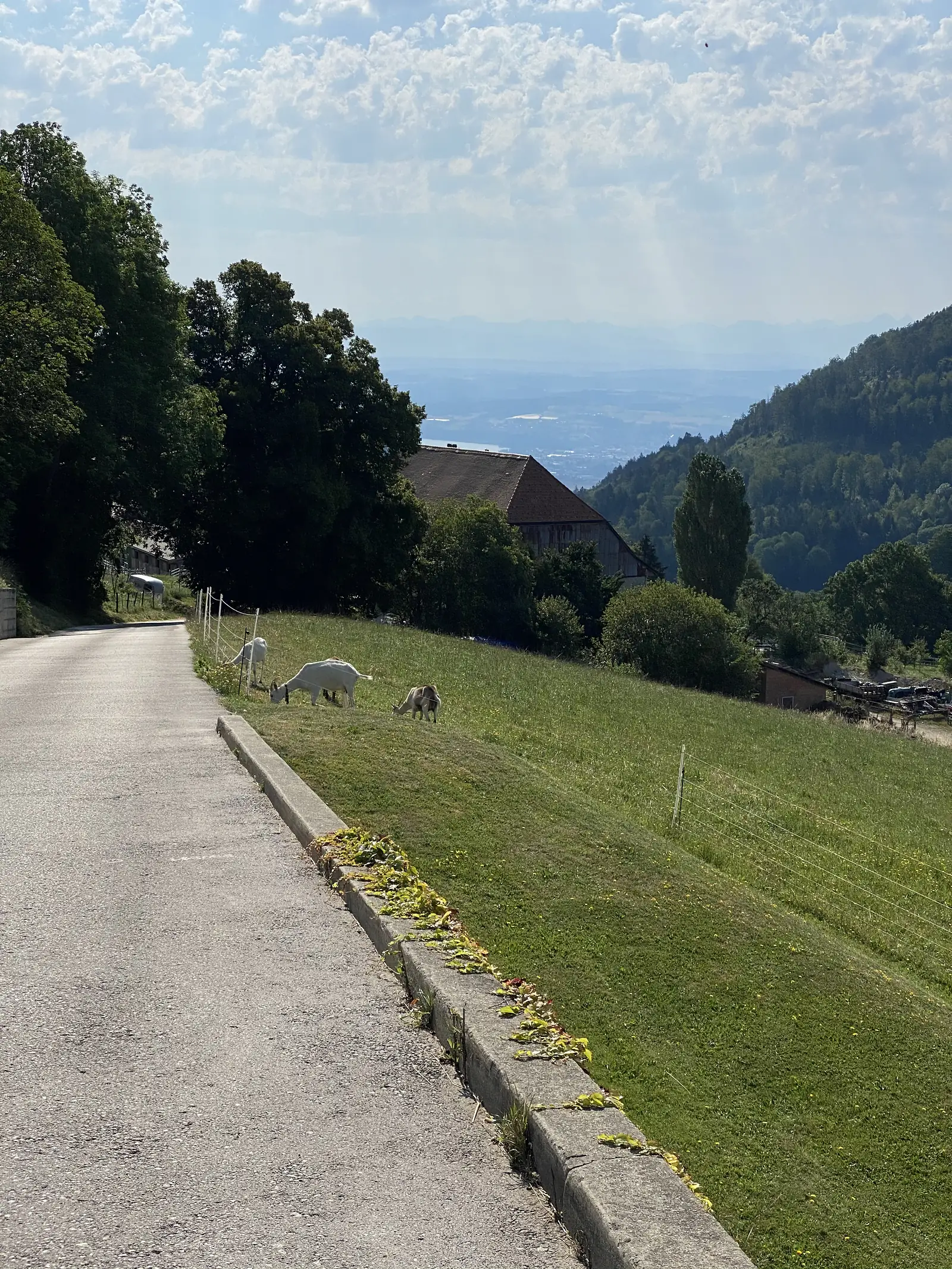 Goats grazing on a grassy roadside verge above a valley, with a lake and hazy mountains visible in the distance beyond farm buildings.