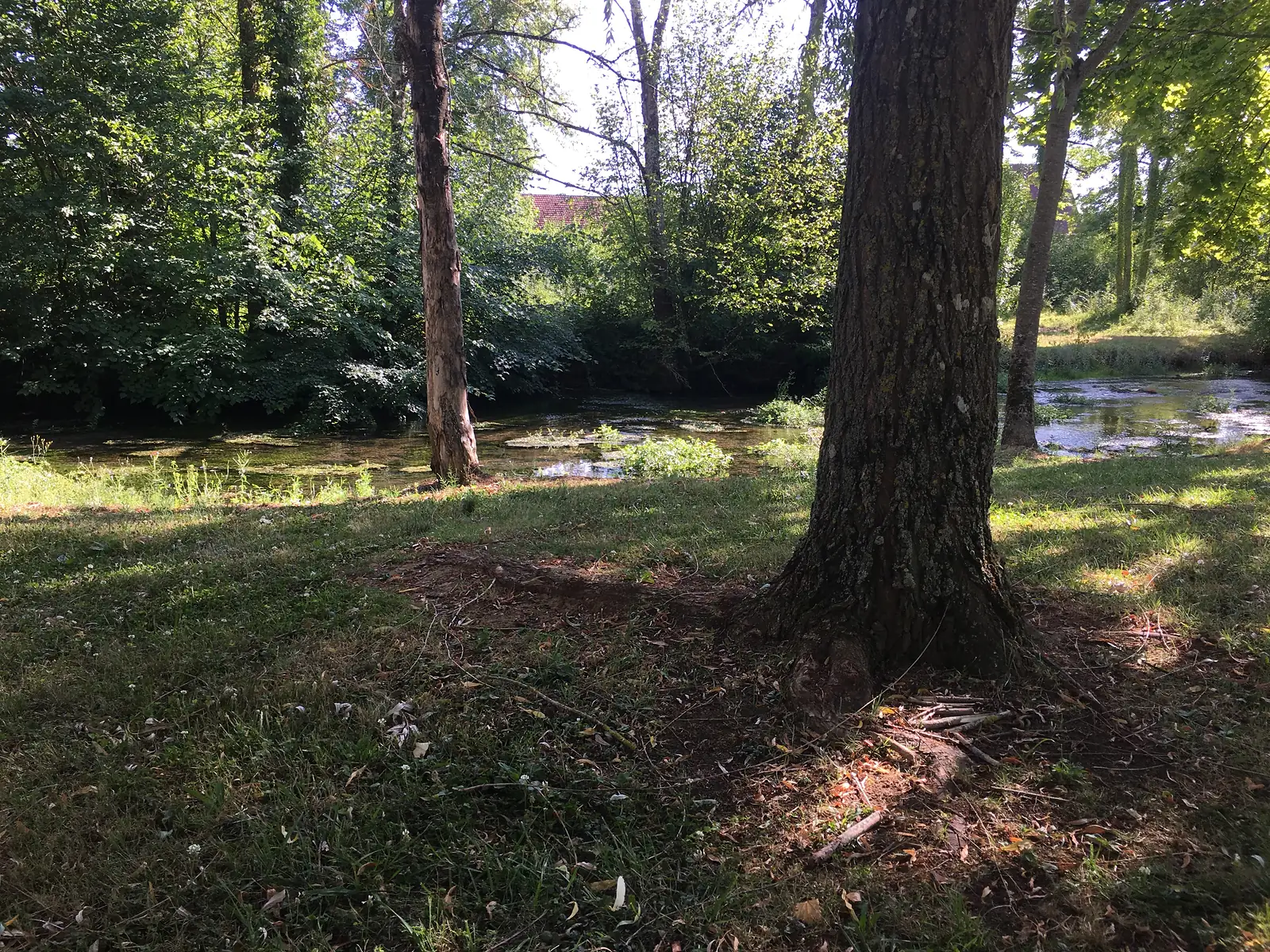 Sunlight filters through streamside trees onto a grassy bank beside a slow, weed-covered stretch of water.