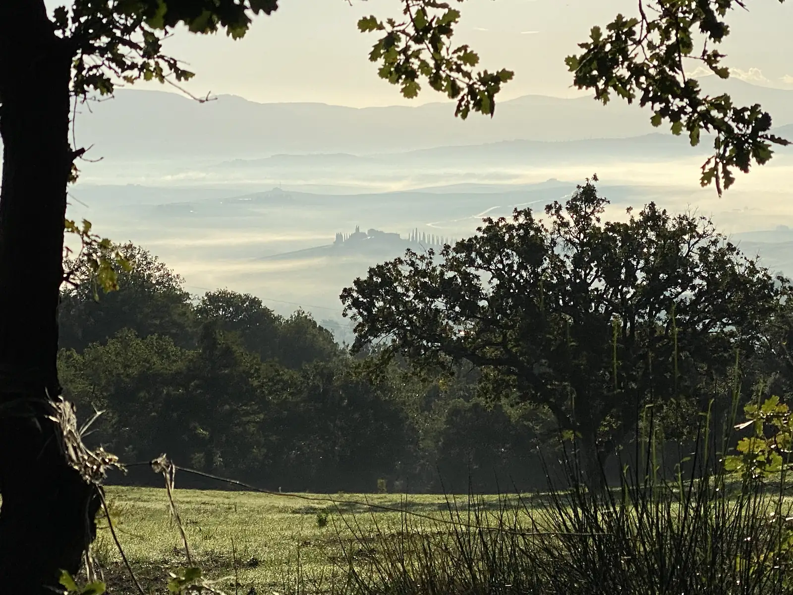 Silhouetted oak branches framing a distant misty valley, with a small farmhouse and a line of cypress trees on a low hill.