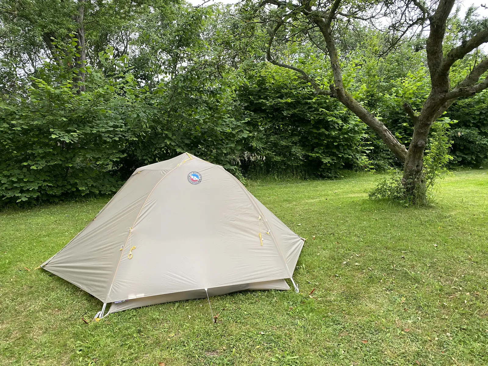 A grey-green dome tent pitched on mown grass under an old fruit tree, with a dense hazel hedge behind.