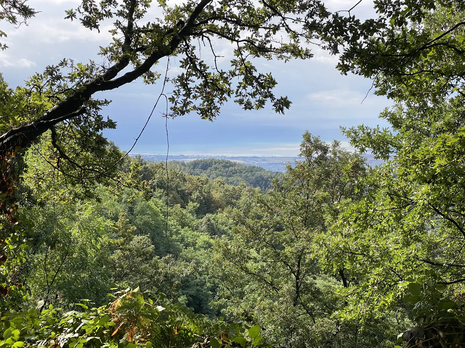 Wooded hills falling away to a hazy coastal plain and the sea, framed by an overhanging oak branch.
