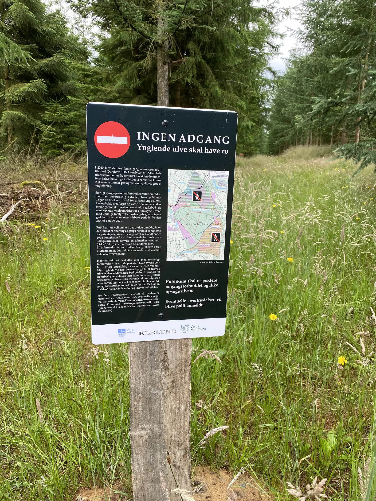 A tall black information sign headed "INGEN ADGANG" with a map, warning that breeding wolves need peace, standing at the edge of a grassy forest ride.