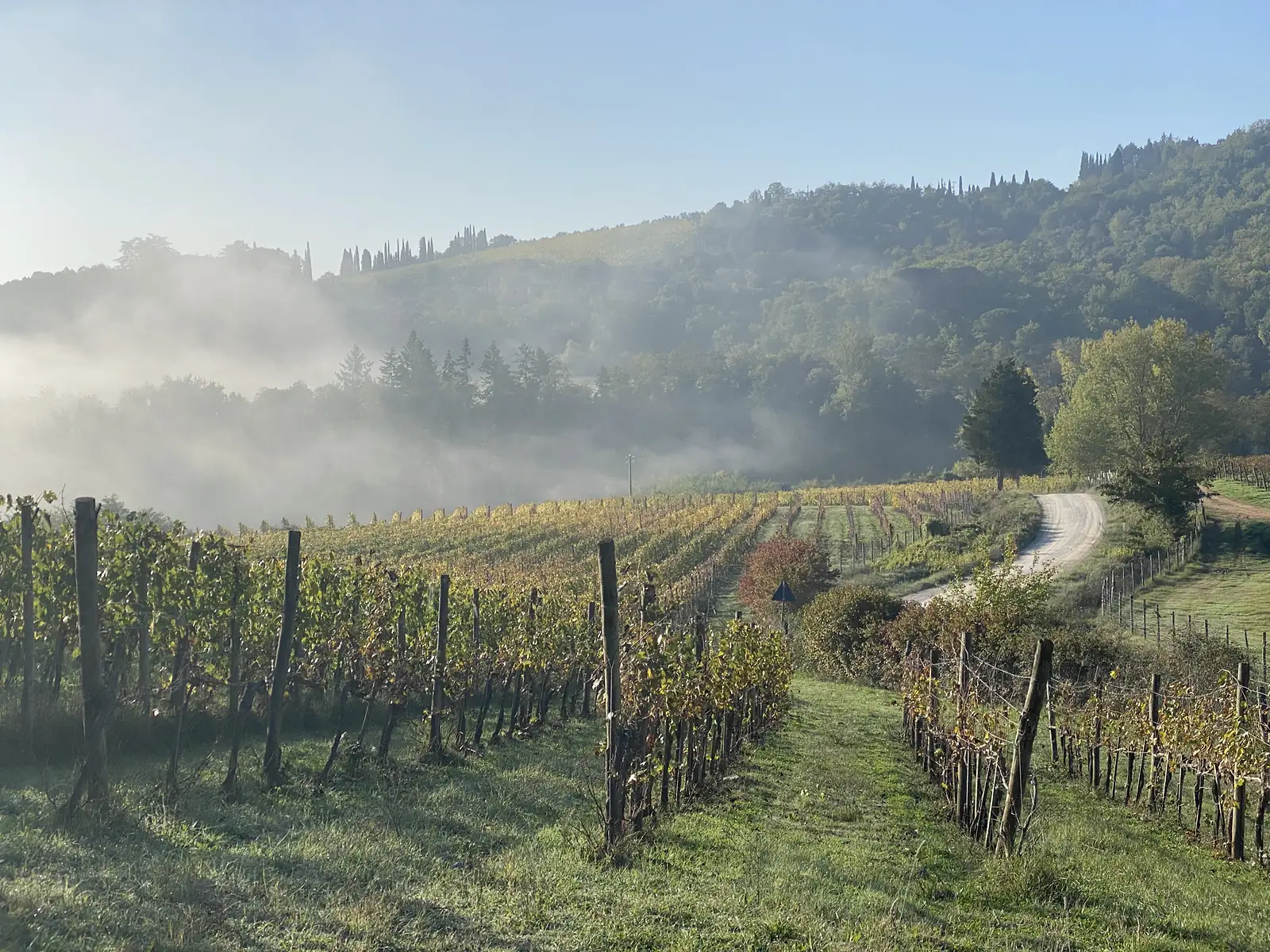 Rows of autumn-coloured vines running towards a gravel lane, with mist pooling below wooded hills topped by cypress trees.