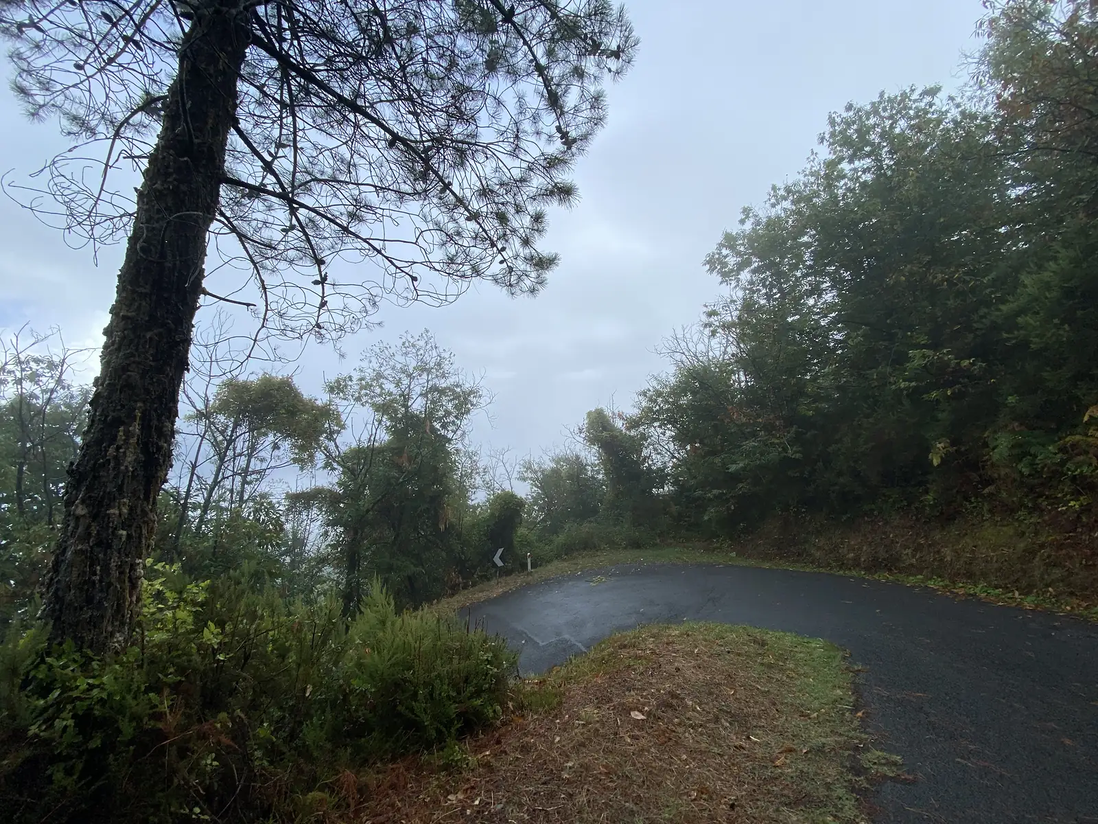 A wet tarmac road curves away into thick fog beneath a lone pine, dense woodland pressing in on both sides.