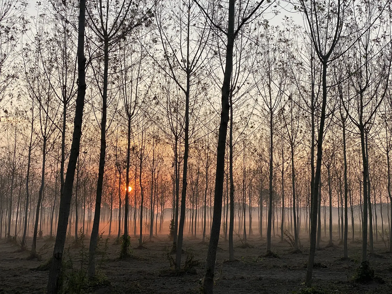 The sun rises orange and hazy through the bare trunks of a poplar plantation, with mist hanging low over the ground.