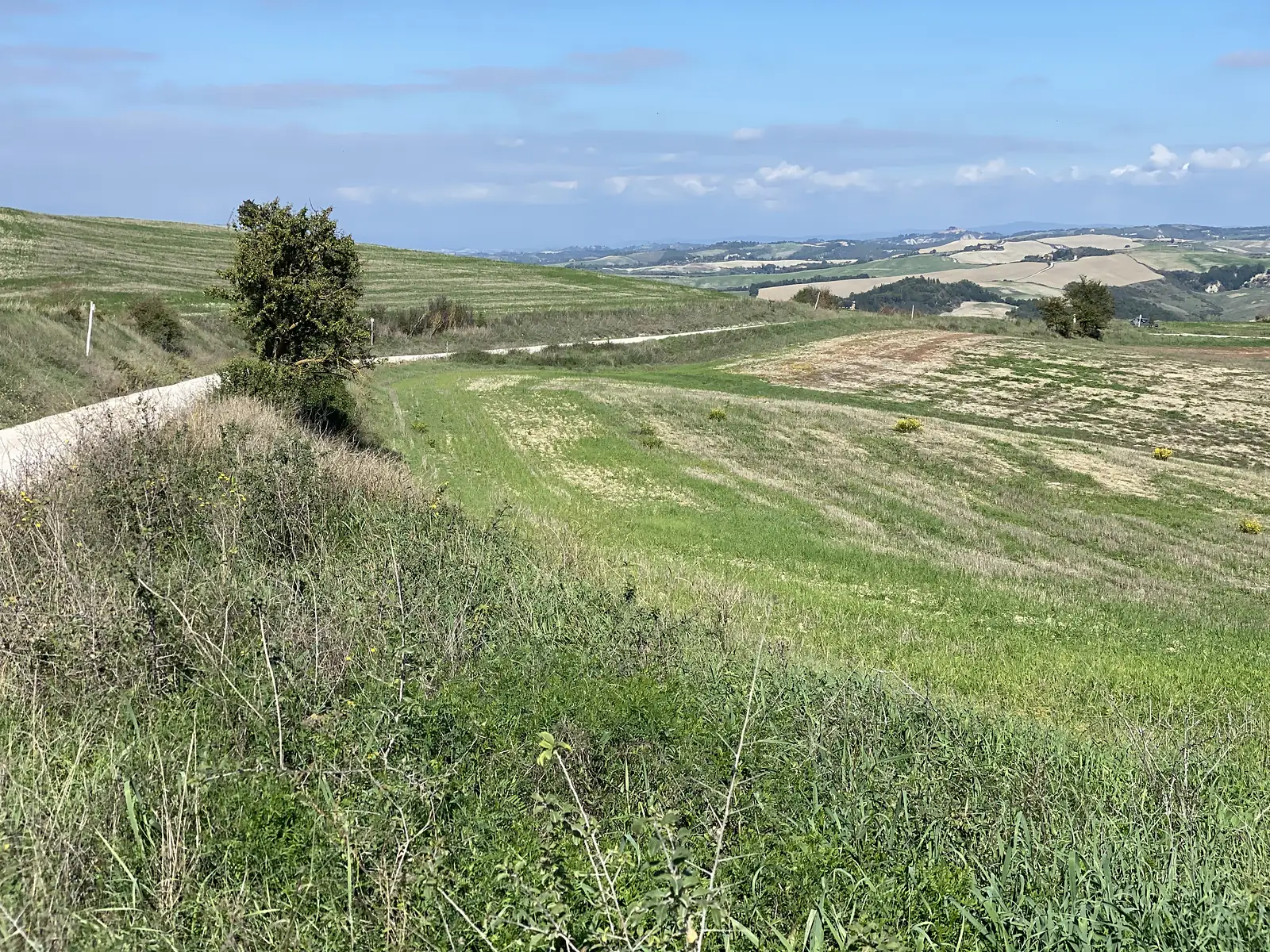Rolling Tuscan farmland with a lone tree beside a gravel road, patchwork fields stretching towards distant hills.