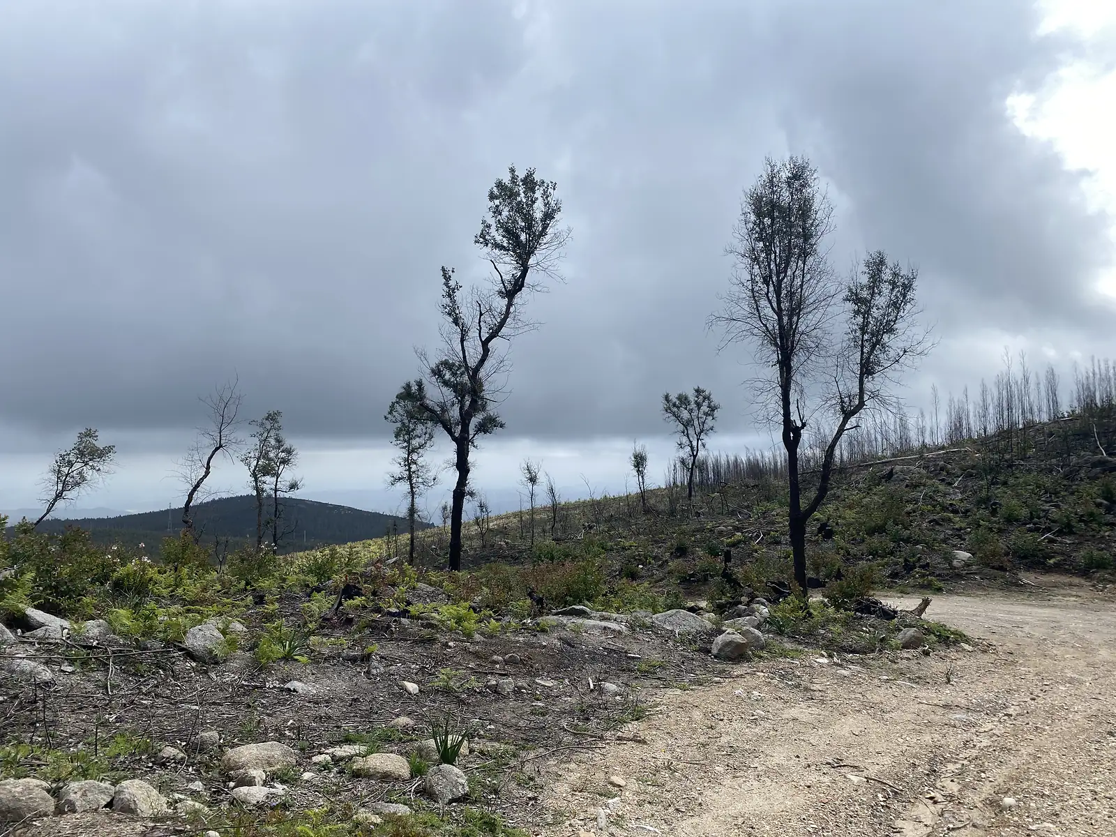 Gravel track curving across a burnt hillside of blackened, leafless trees, a few surviving green crowns among them and heavy grey cloud overhead.