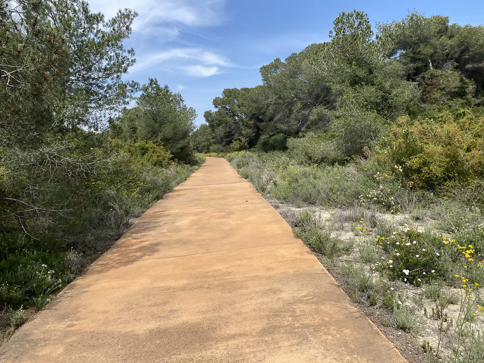 A smooth ochre concrete path running straight through coastal pine woods and flowering scrub.