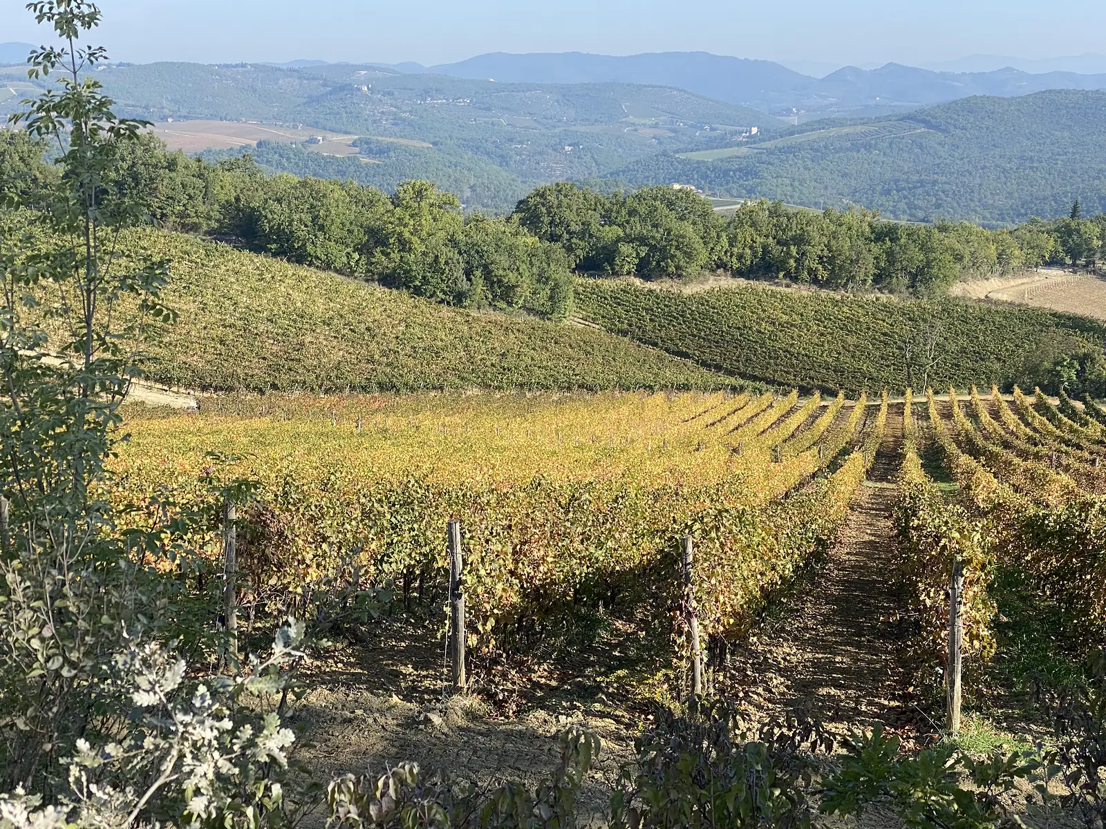 Sweeping view over golden autumn vineyard terraces descending into a hazy Tuscan valley, with layers of hills receding to the horizon.