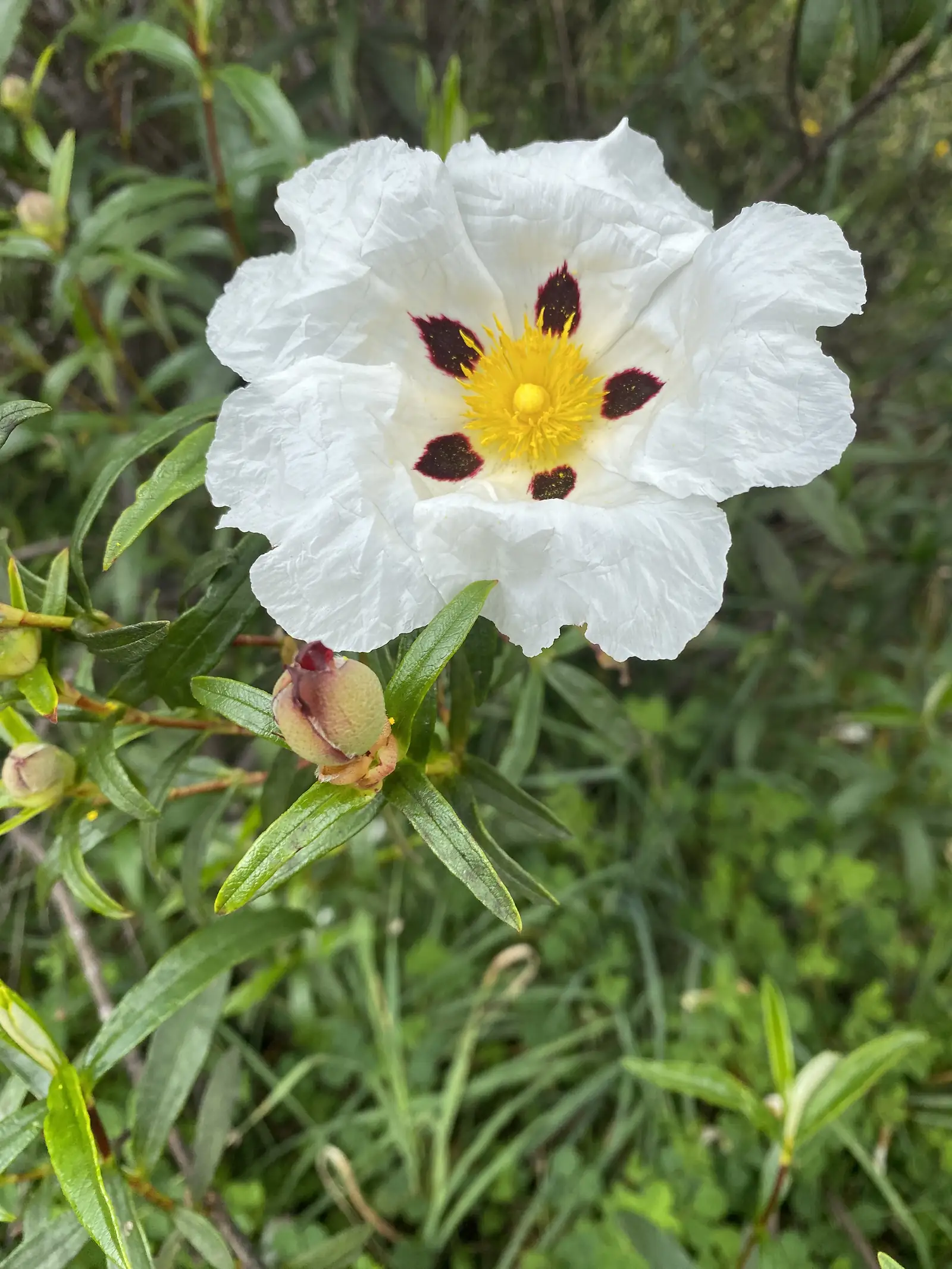 Single gum cistus flower fully open, its crumpled white petals each marked with a deep crimson blotch around a yellow centre, with a fat bud on the stem below.