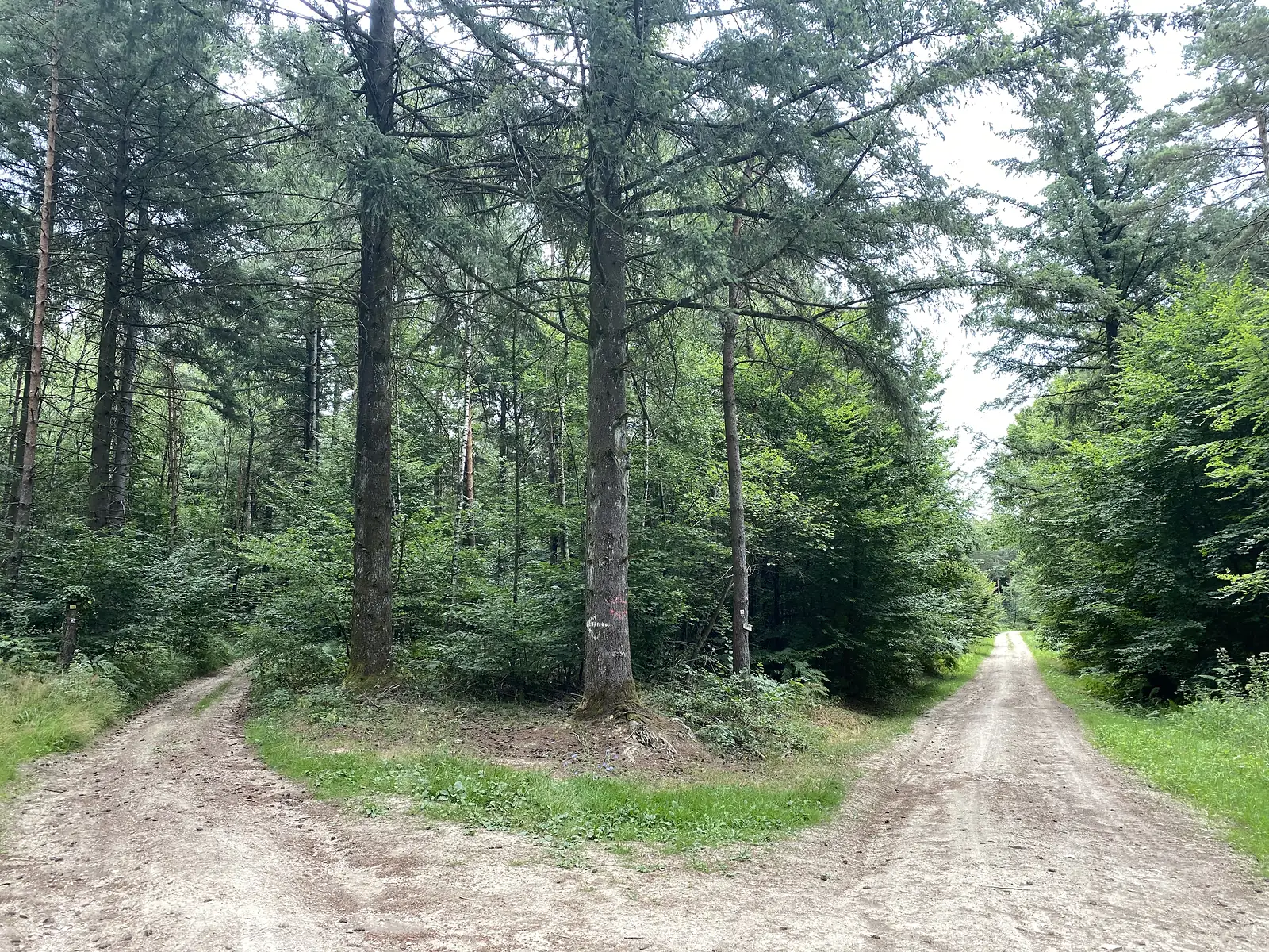 A forest track forks around a large pine trunk marked with a red waymark, one branch continuing straight ahead and the other curving left.