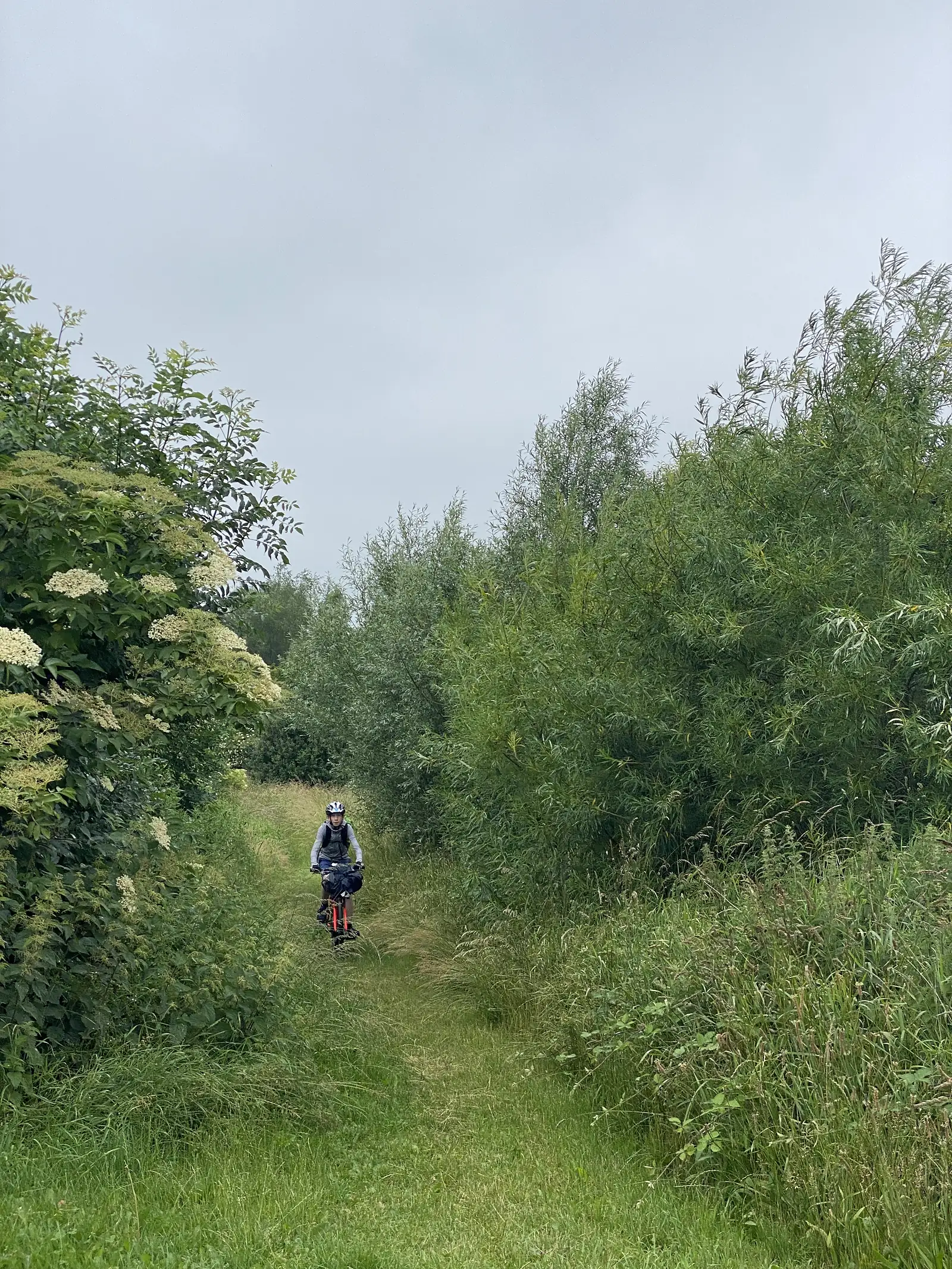 A young cyclist riding a loaded bike up a narrow grass path between elder in flower and tall willow scrub.