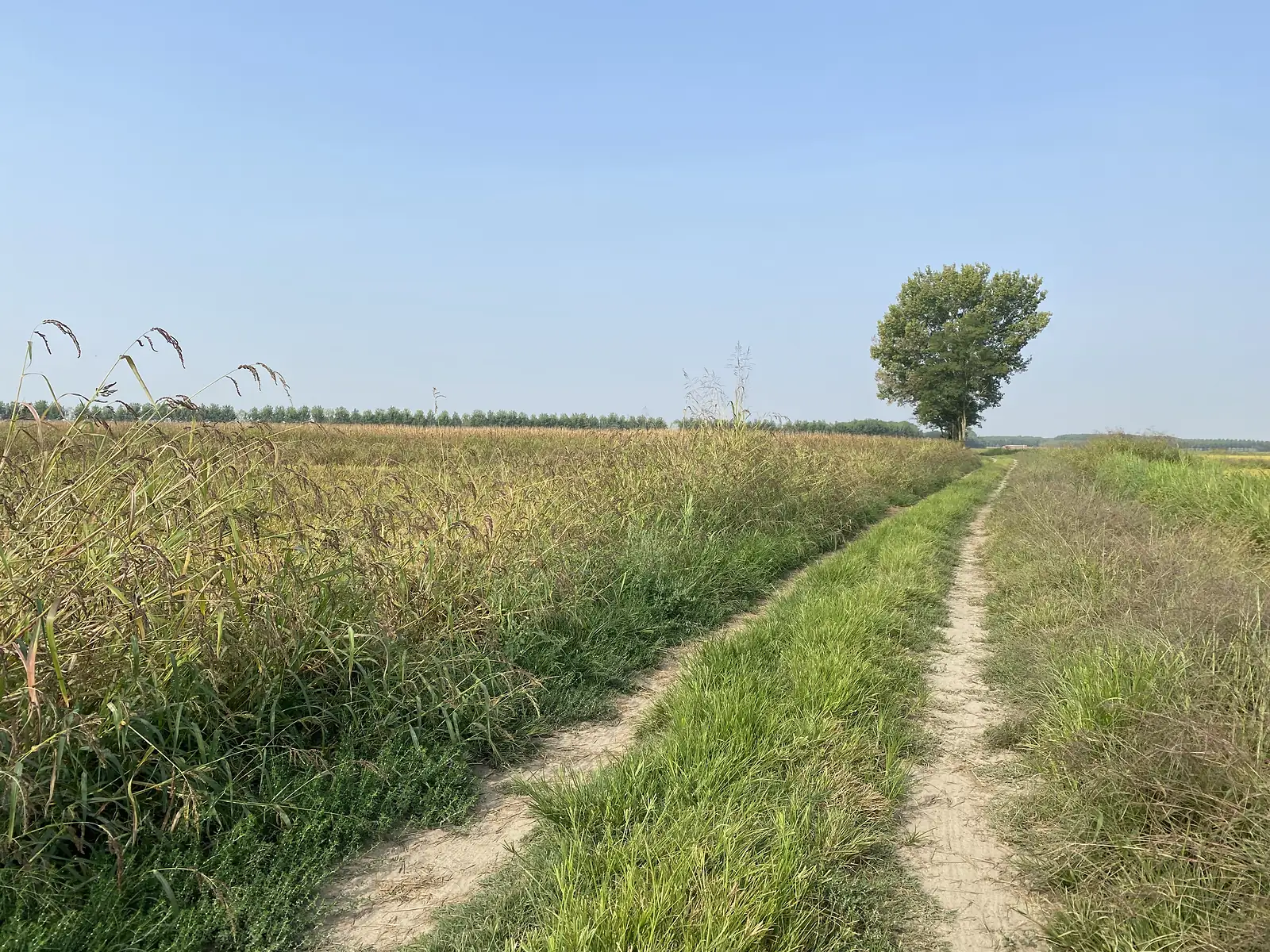 A dirt track runs through pasture towards a solitary tree and a distant electricity pylon, tall grass seed-heads catching the light in the foreground.