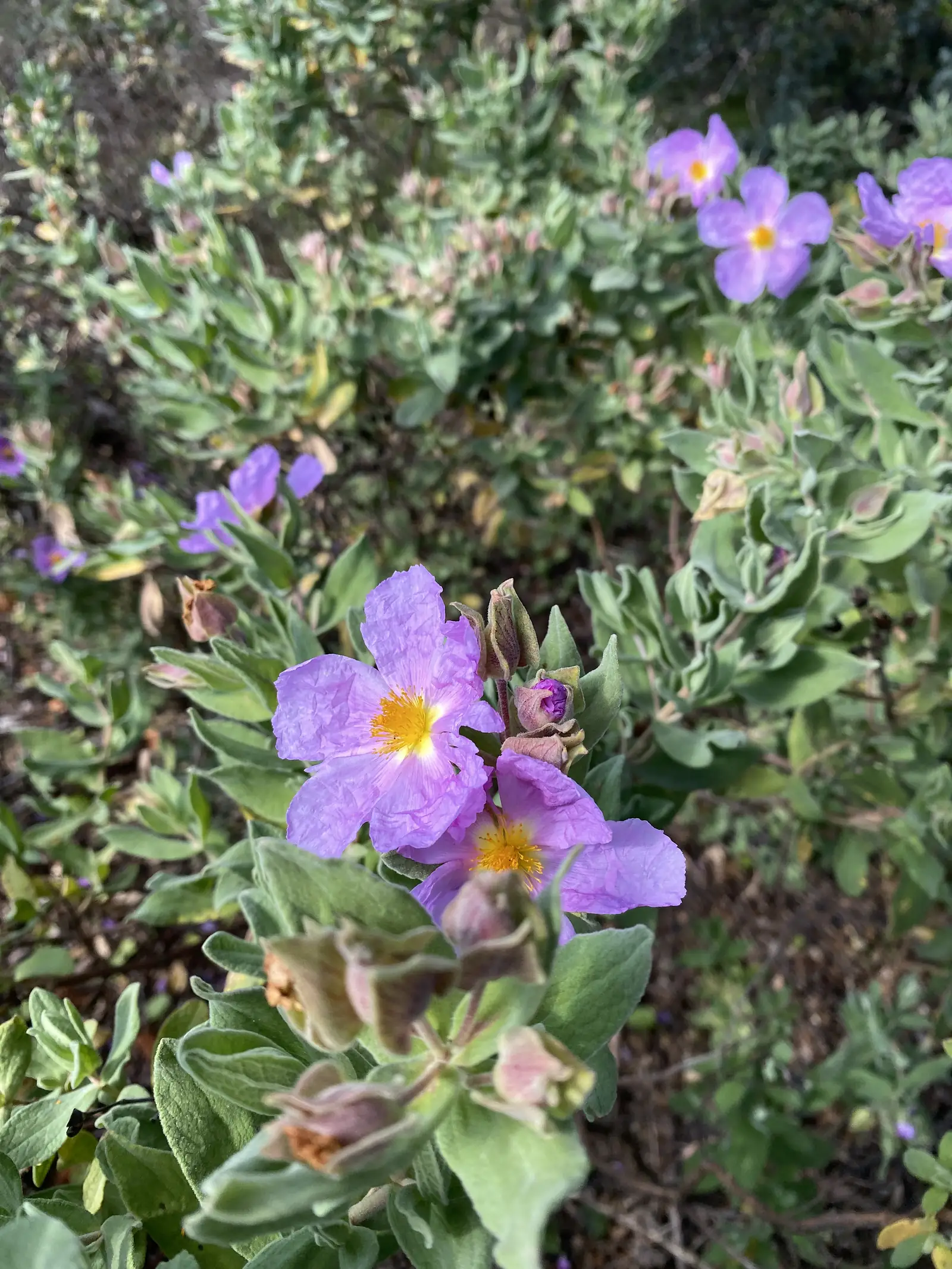 Grey-leaved cistus bush covered in mauve, crumpled-petalled flowers with yellow centres, buds and spent blooms among them.