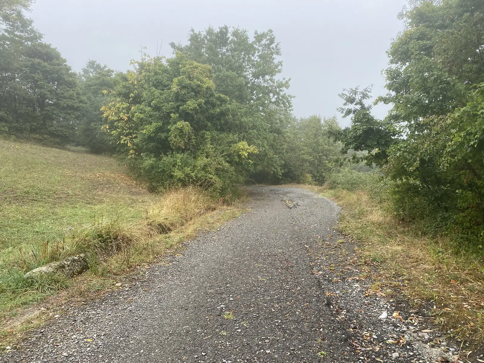 A gravel track skirts a grassy field and bushes before disappearing into fog-wrapped woodland.