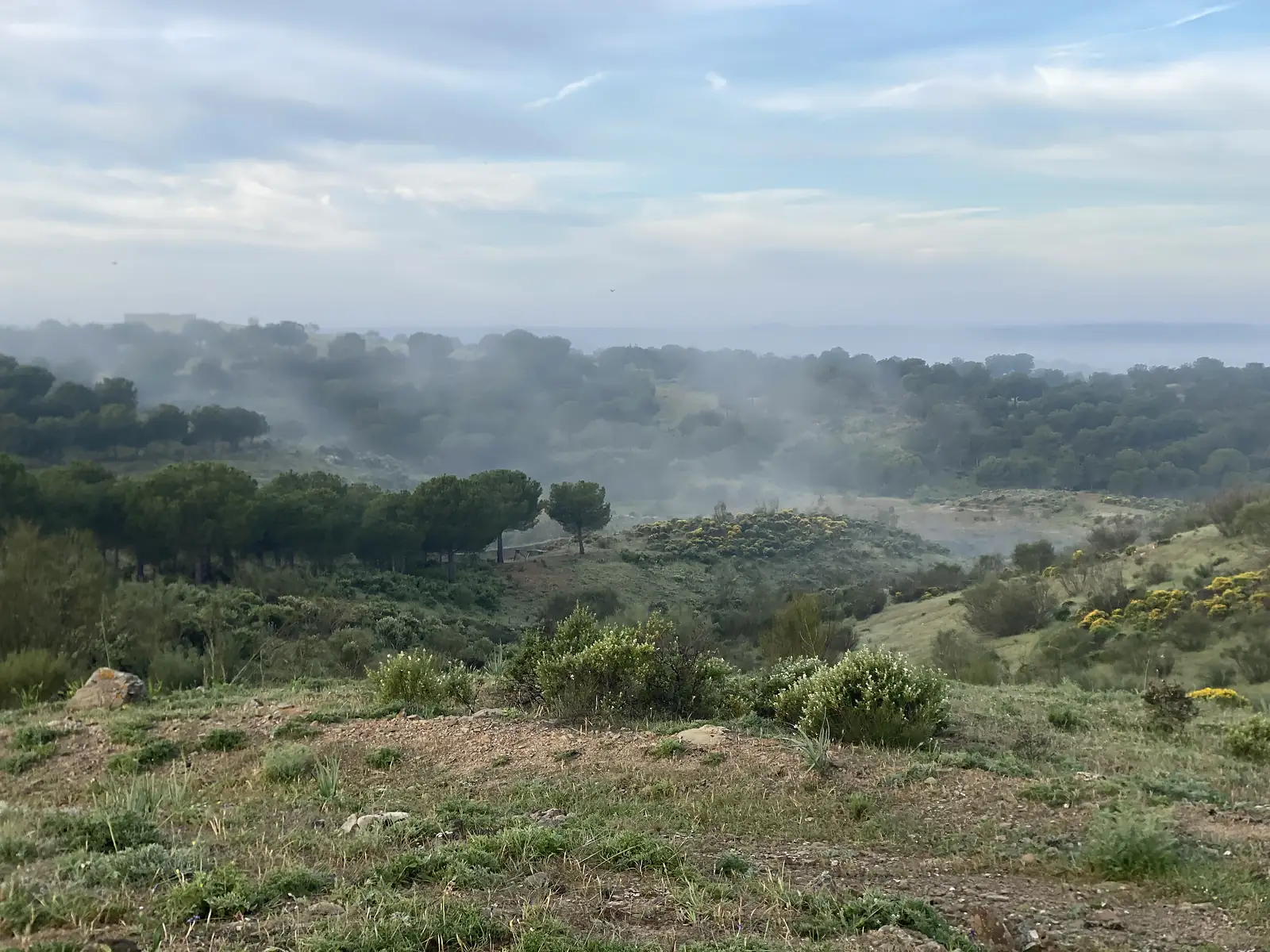 Mist drifting through umbrella pines and holm oaks on a hillside of gorse and scrub, seen from a stony ridge.