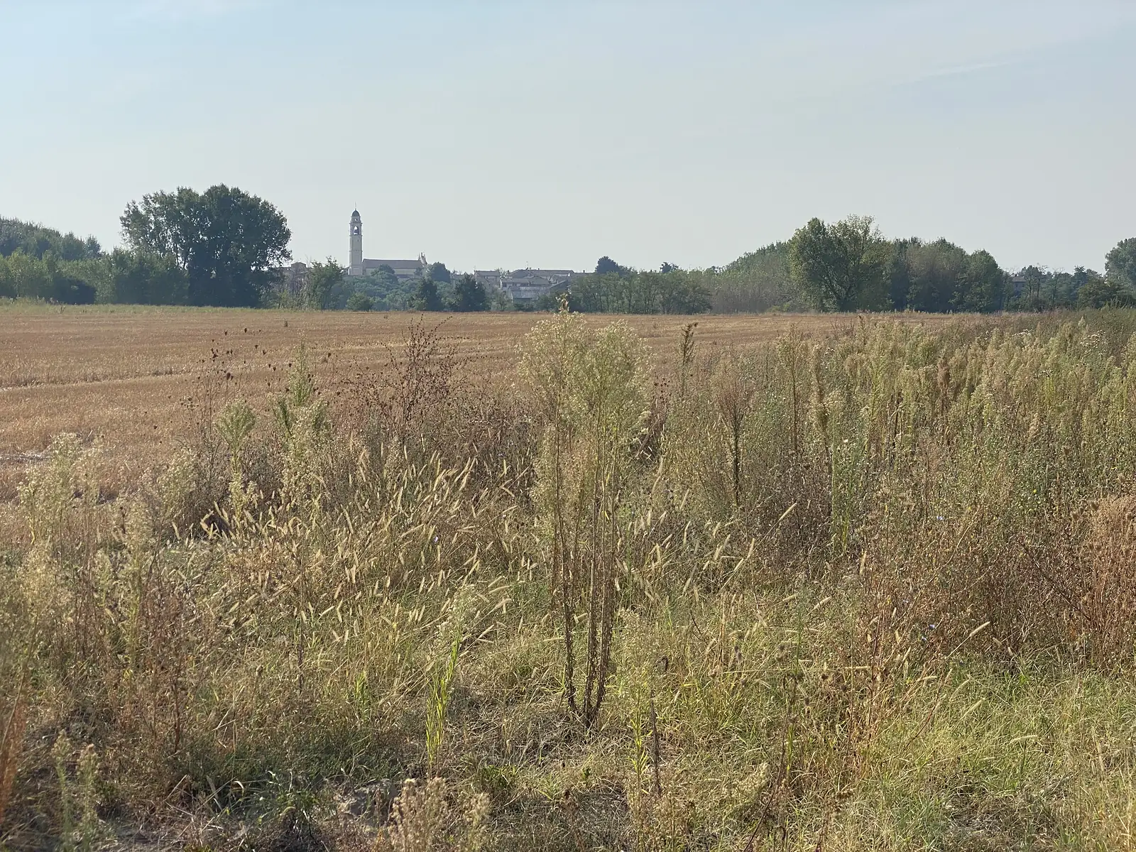 Tall dry grasses fill the foreground of a stubbled field, with a hazy village and its bell tower visible along the distant treeline.