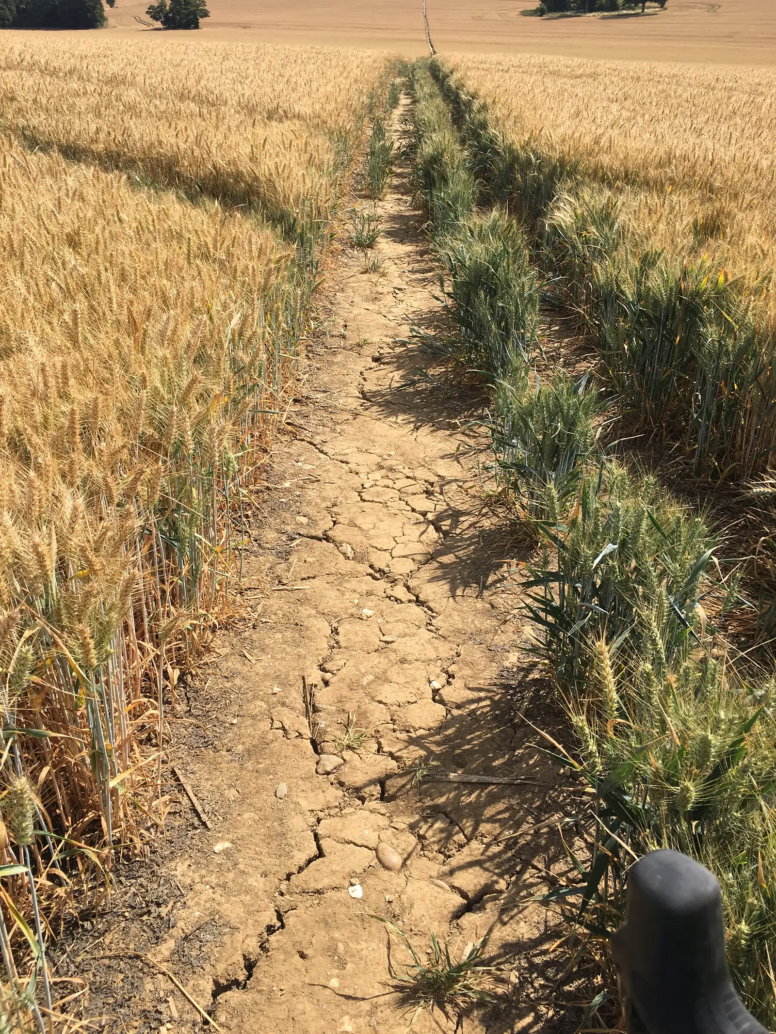 Dried out path through a field of wheat