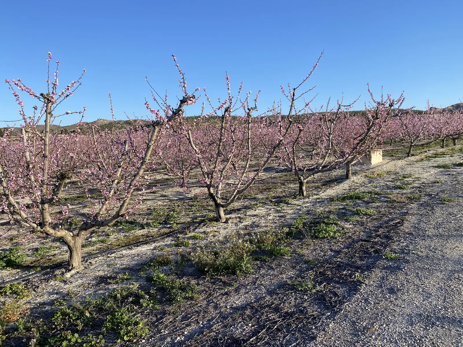 Fruit trees in full pink blossom set out in rows over pale stony ground, with a low hill behind.