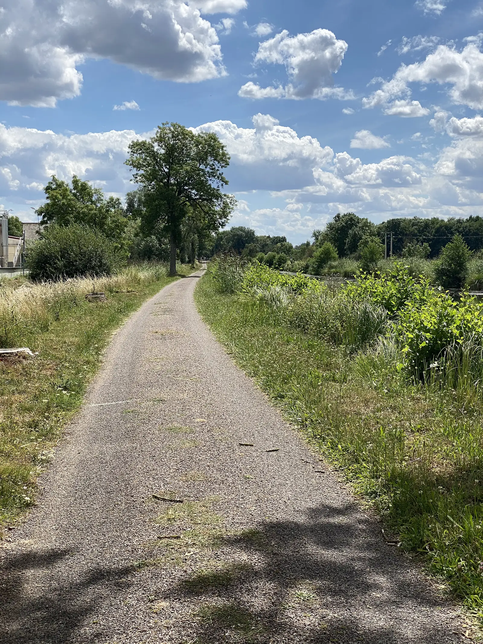 A gravel path shaded by a lone tree runs alongside a reed-lined waterway under a partly cloudy sky.