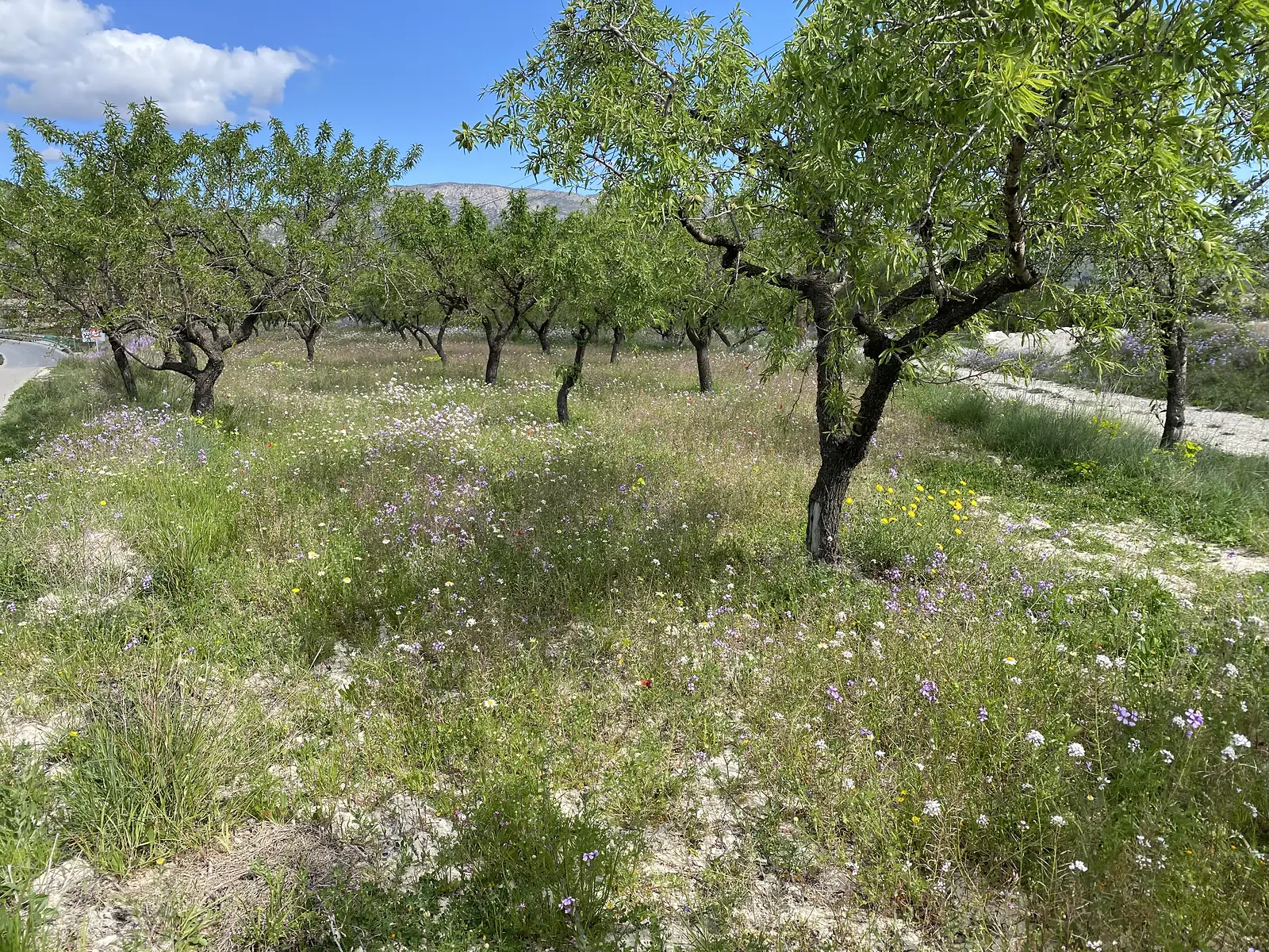 An almond orchard in new leaf standing over a meadow of purple, white and yellow wildflowers, with a mountain ridge beyond.