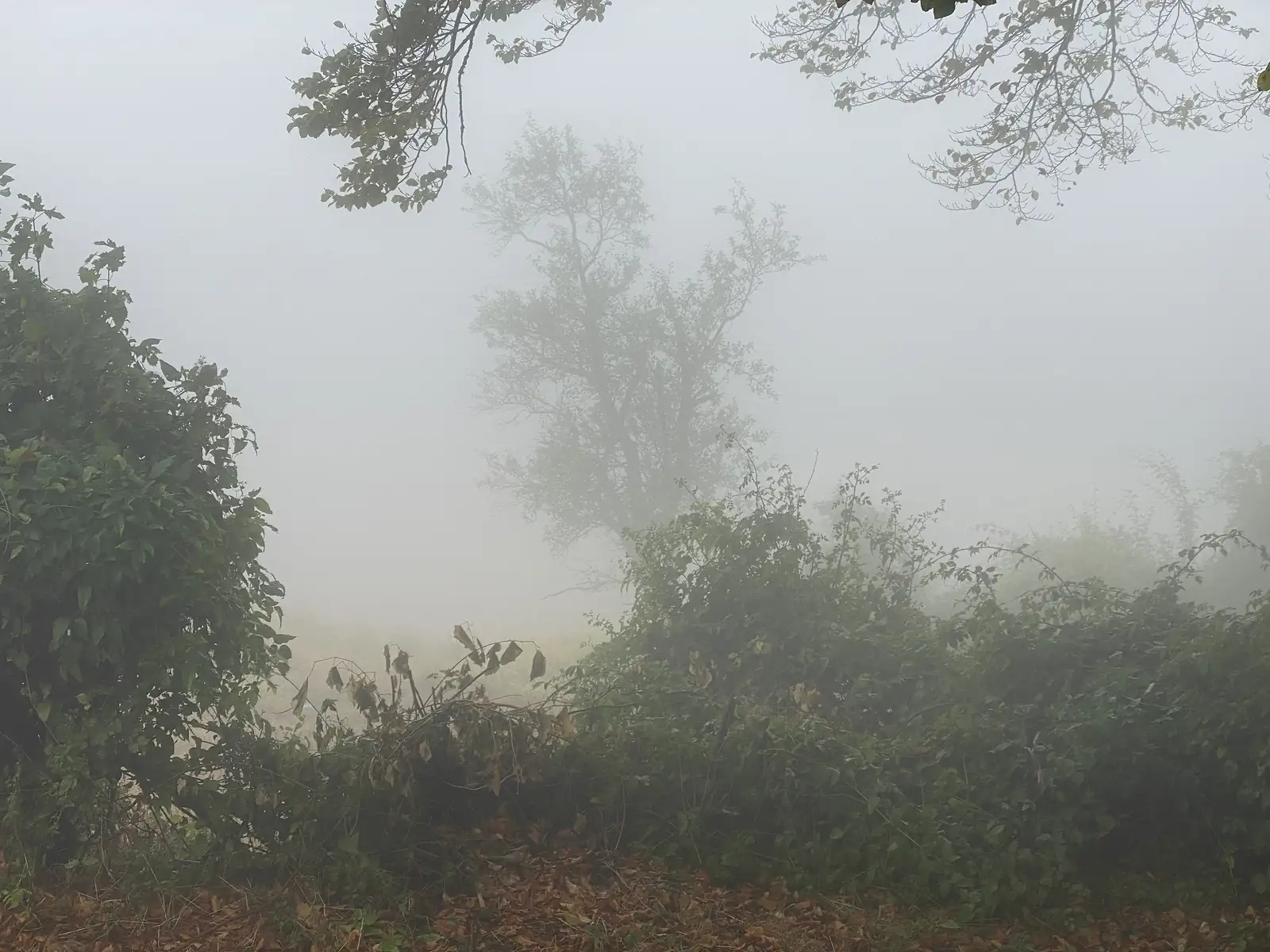 Hedgerow and a solitary tree emerge faintly from thick fog over a field on the descent from the pass.