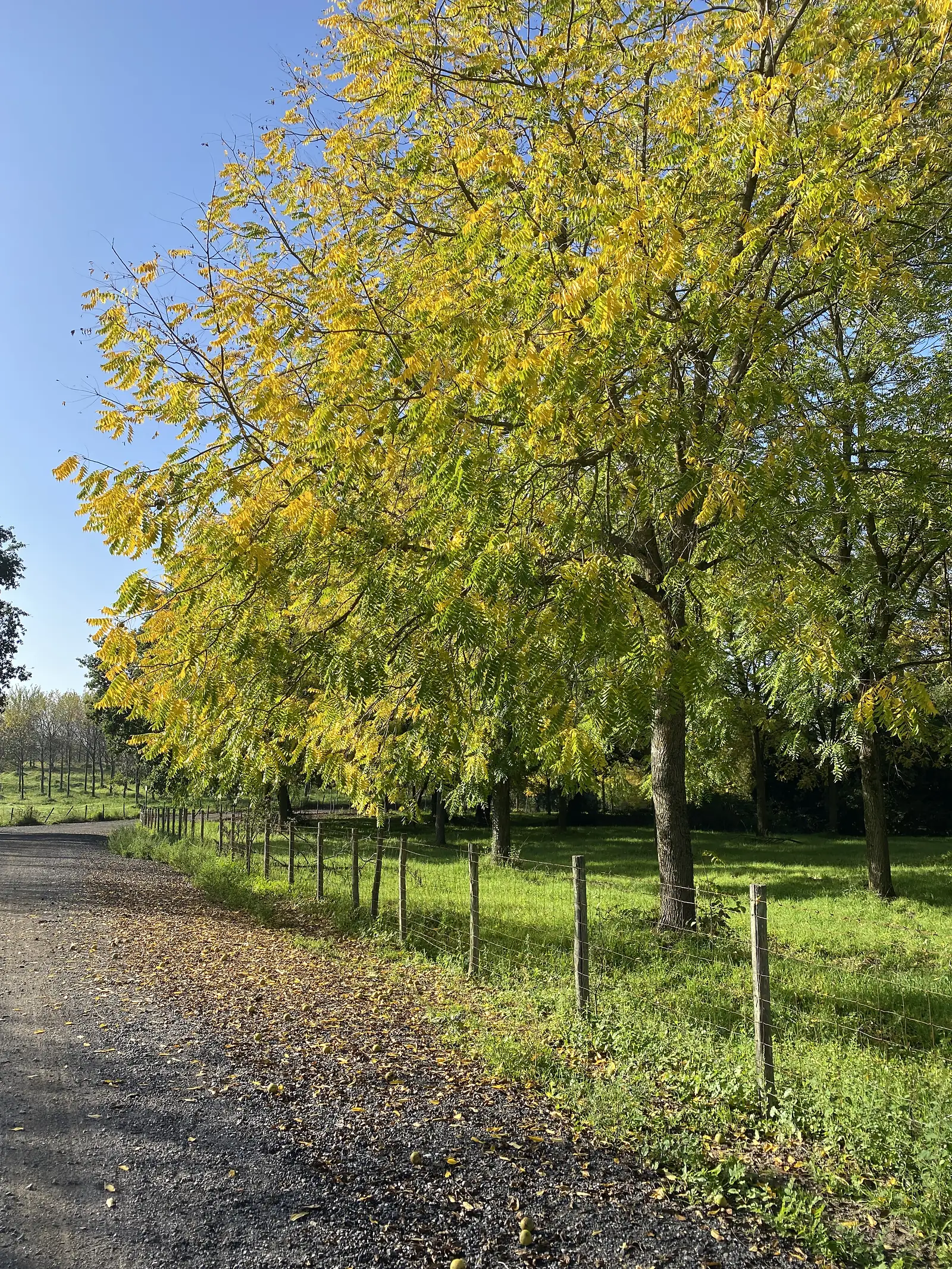 A row of trees turning autumn gold lines a gravel track beside a wire-fenced field, seen from below against a clear sky.