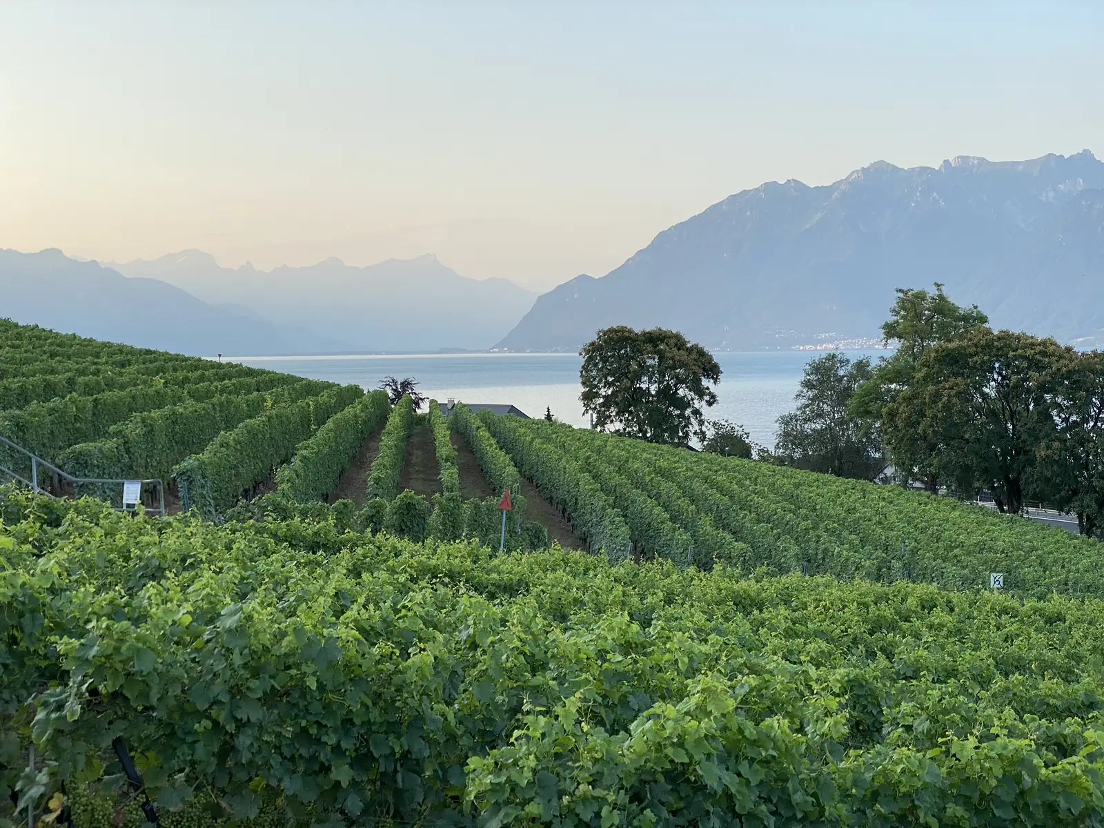 Vineyard rows in the foreground framing a view across Lake Geneva to the mountains, lit by the soft colours of early evening.