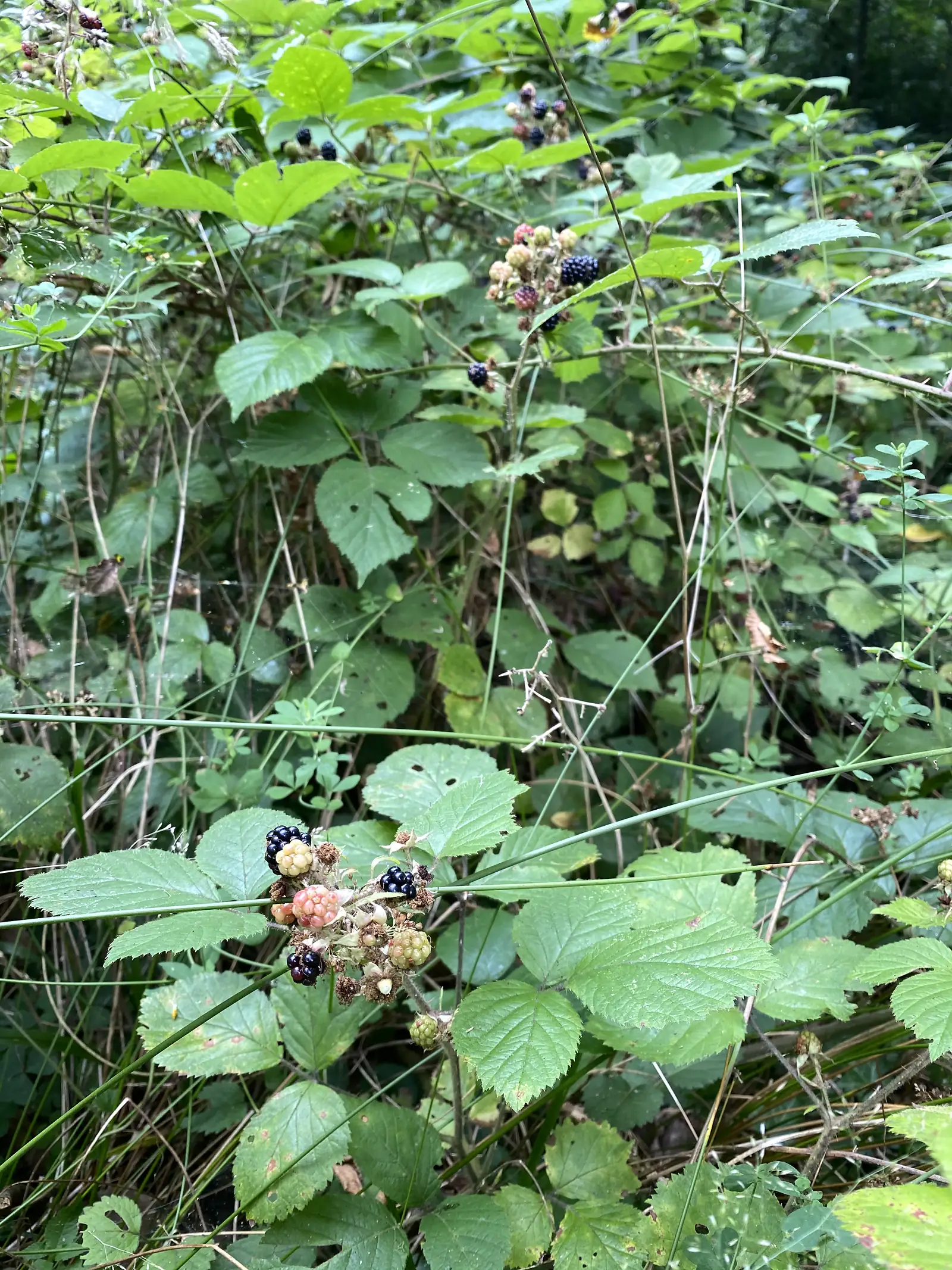 Wild blackberries in various stages of ripeness, from green and red to fully black, cluster on a bramble beside the trail.