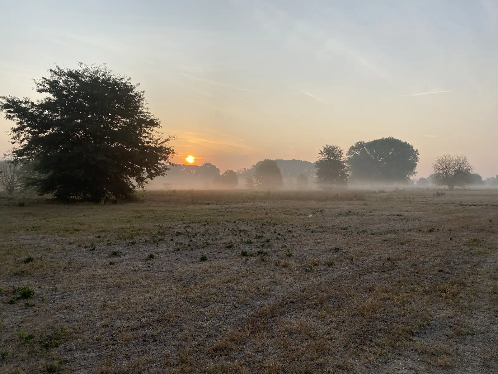 A bushy tree at the edge of a stubbled field frames a hazy sunrise, with a scatter of trees standing in the mist beyond.