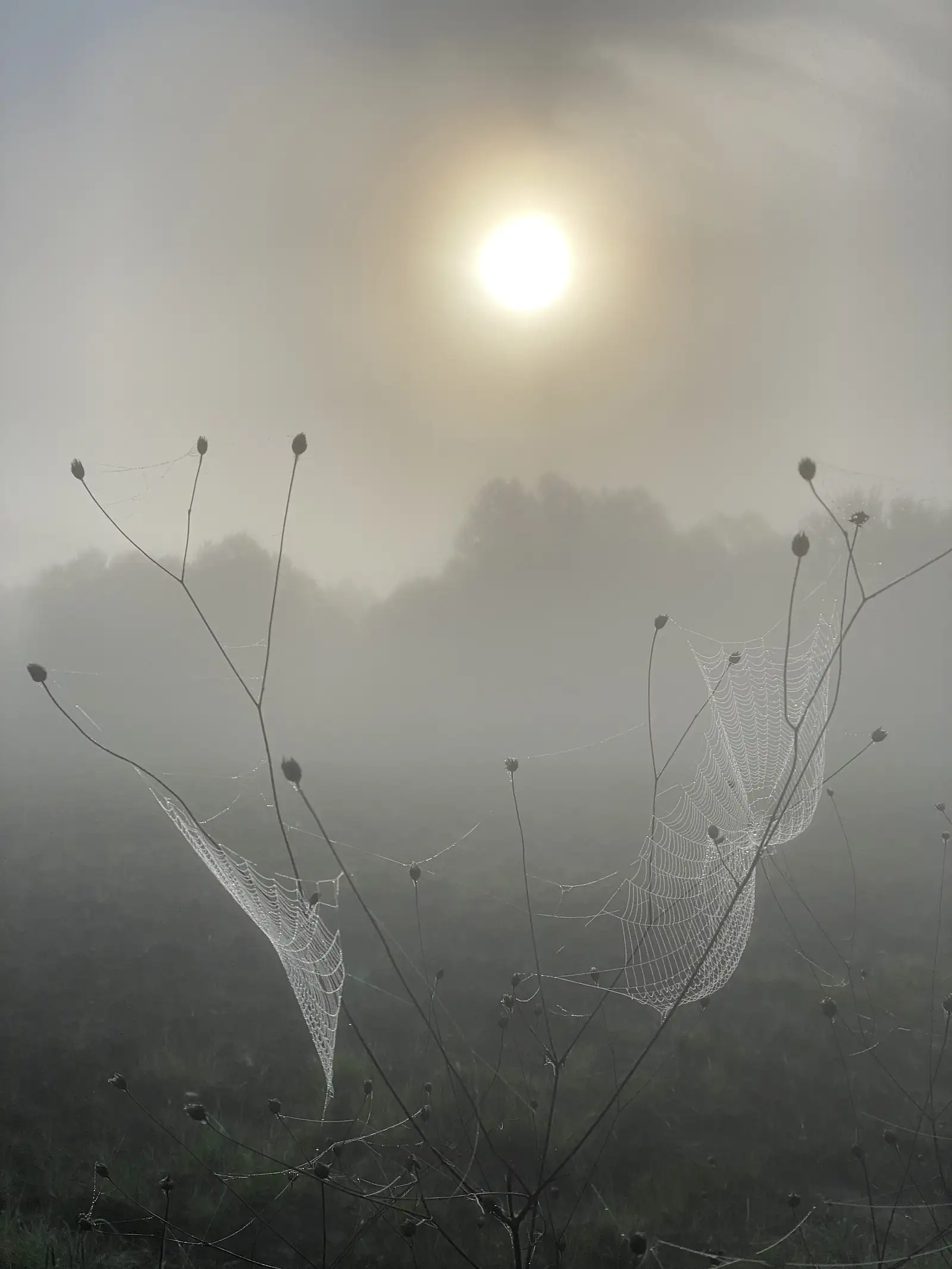 Dew-laden spiderwebs strung between seed-head stalks, backlit by a hazy sun through morning fog.