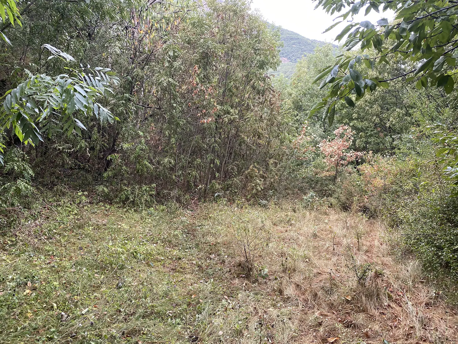 A narrow overgrown track disappearing into dense scrub and trees on a misty hillside.