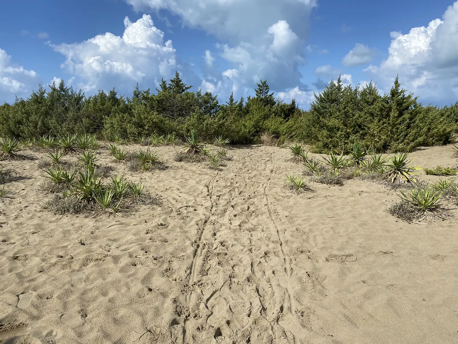 A sandy path through coastal pines and yucca-like scrub, marked with bicycle tyre tracks and footprints.