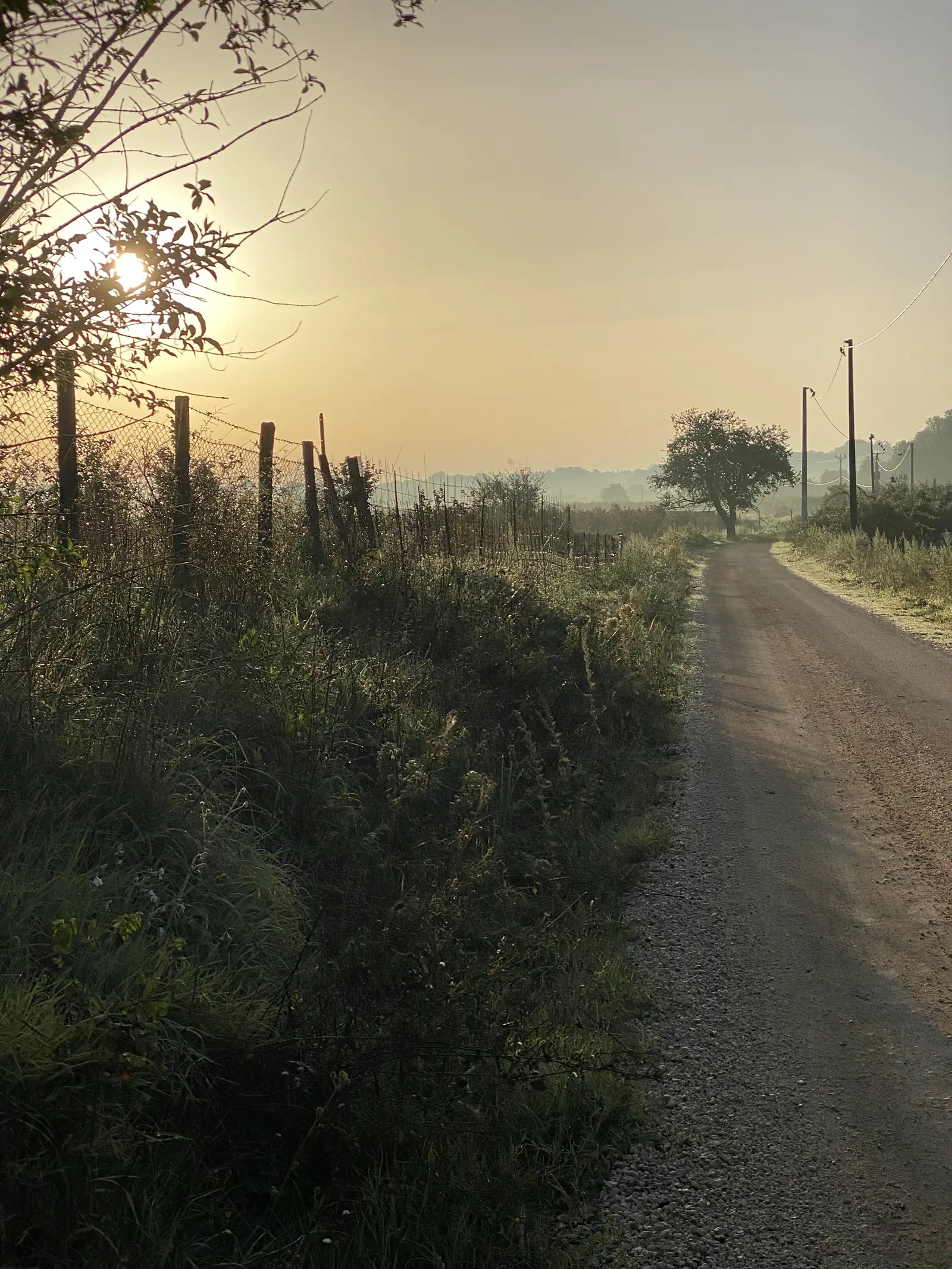 A gravel farm track curving past a lone tree and wooden power poles, low sun breaking through branches on a misty morning.