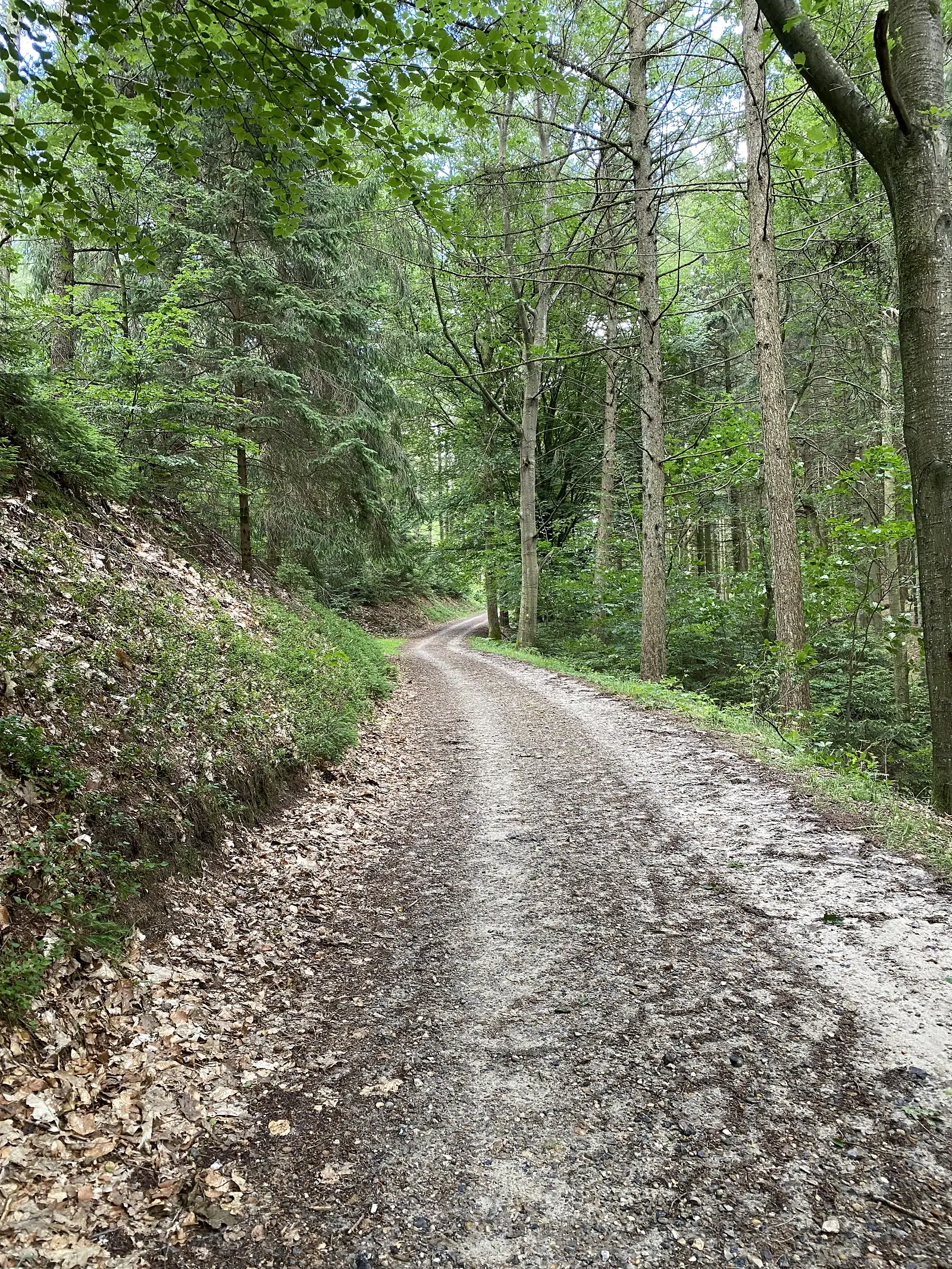 A gravel forest track curving uphill between leaf-strewn banks and mixed conifer and beech woodland.