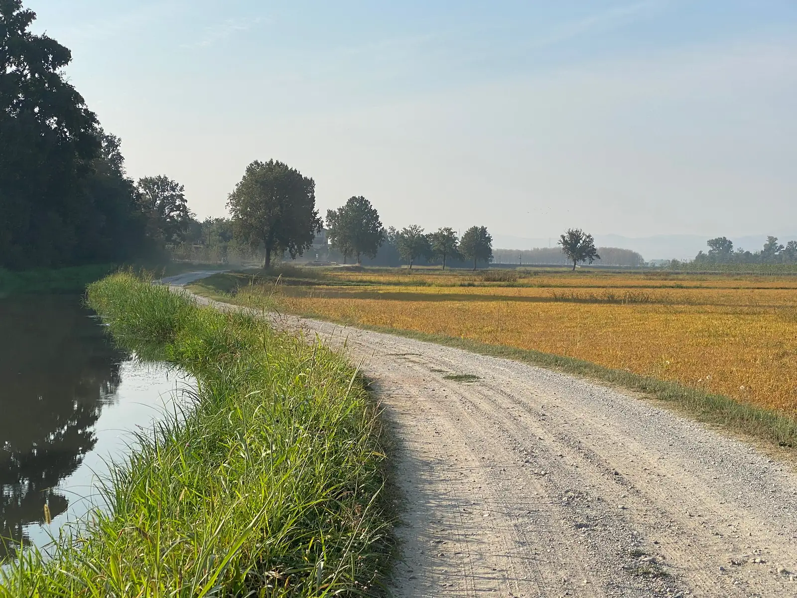 A gravel track runs alongside a still canal past a golden, ripening field and a line of trees.