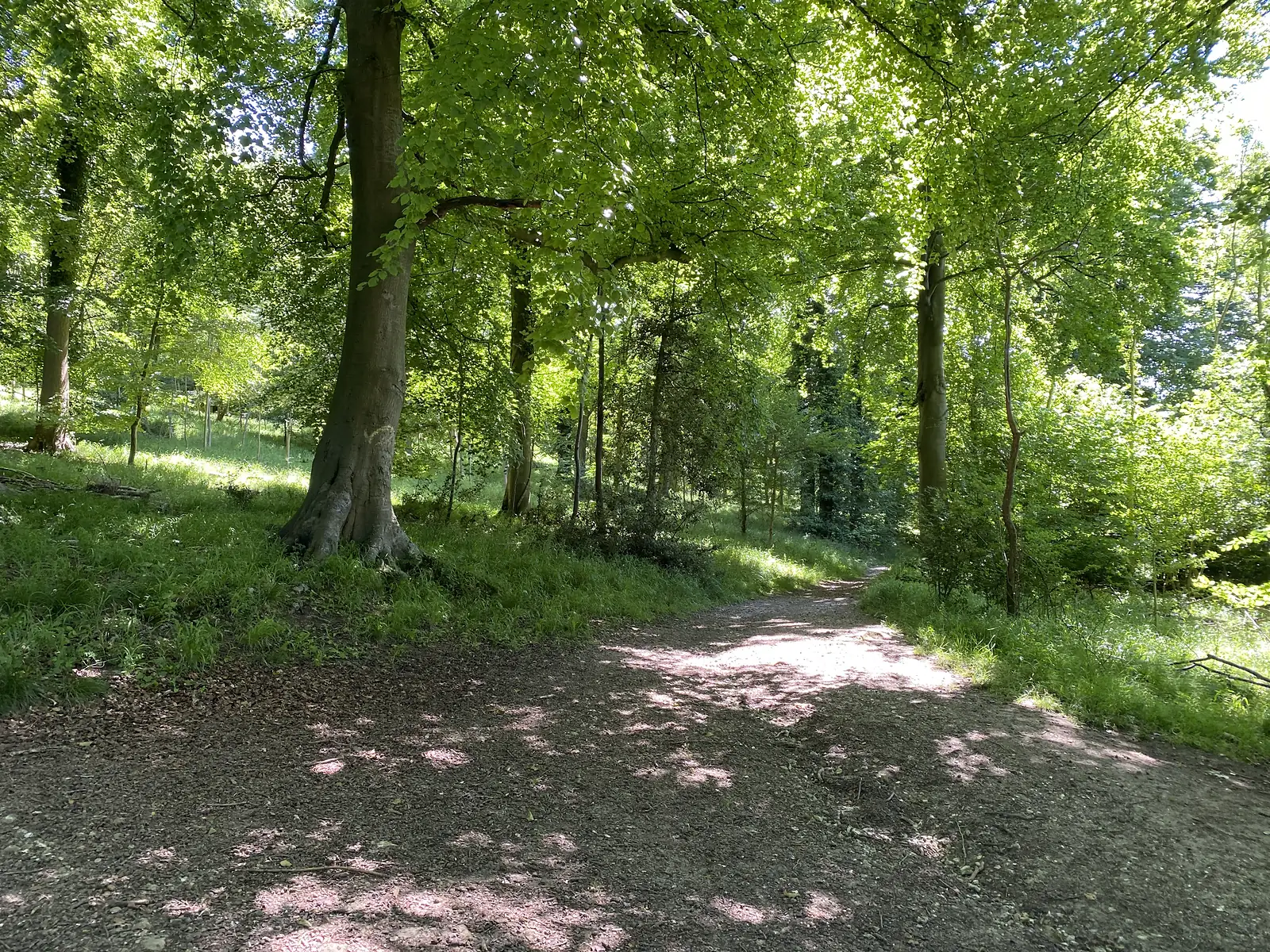 A chalk track curving through sunlit beech woodland past a big beech trunk.