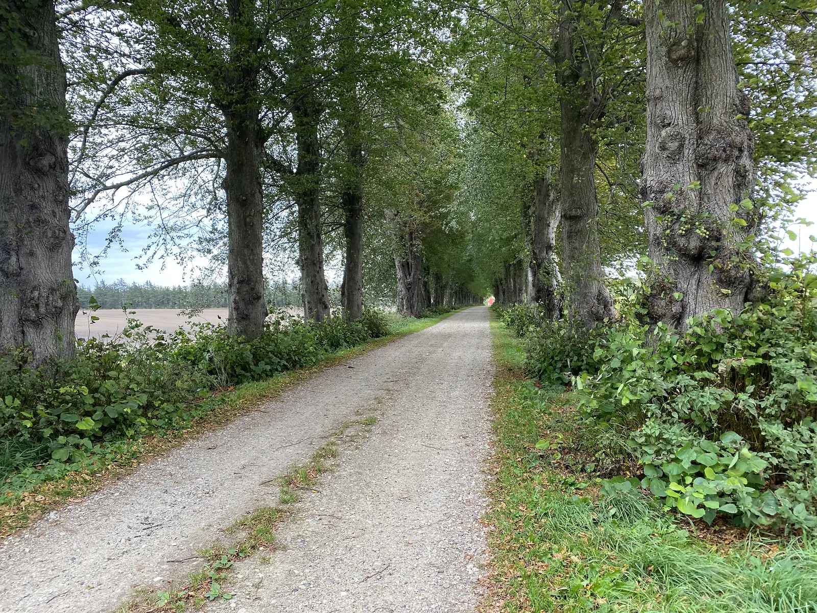 A gravel track running under an avenue of huge gnarled lime trees beside a ploughed field.