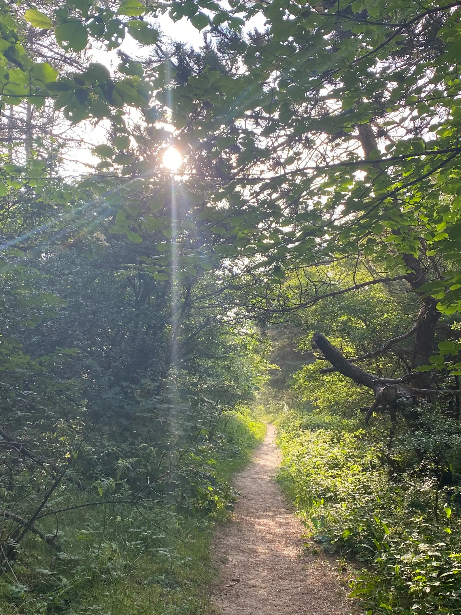 A narrow sandy path winding into sunlit woodland, low sun flaring through the leaves.