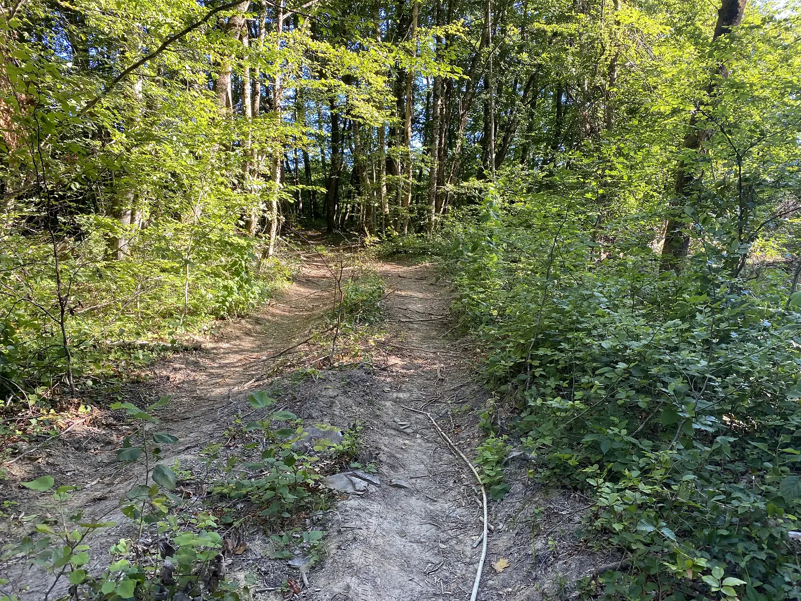 A narrow dirt path forks through dense woodland, its edges scattered with fallen branches and moss-covered stones.