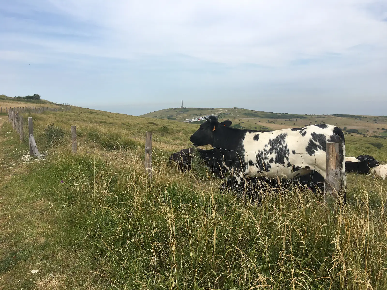 A black-and-white cow grazing behind a wire fence on a grassy clifftop, with a tall stone memorial obelisk visible on the hill beyond.