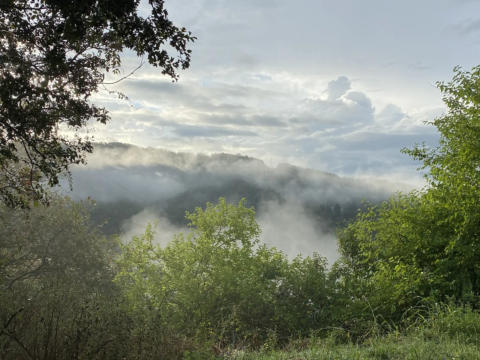 Mist rises from a forested hillside beneath a heavily clouded sky, framed by overhanging branches.