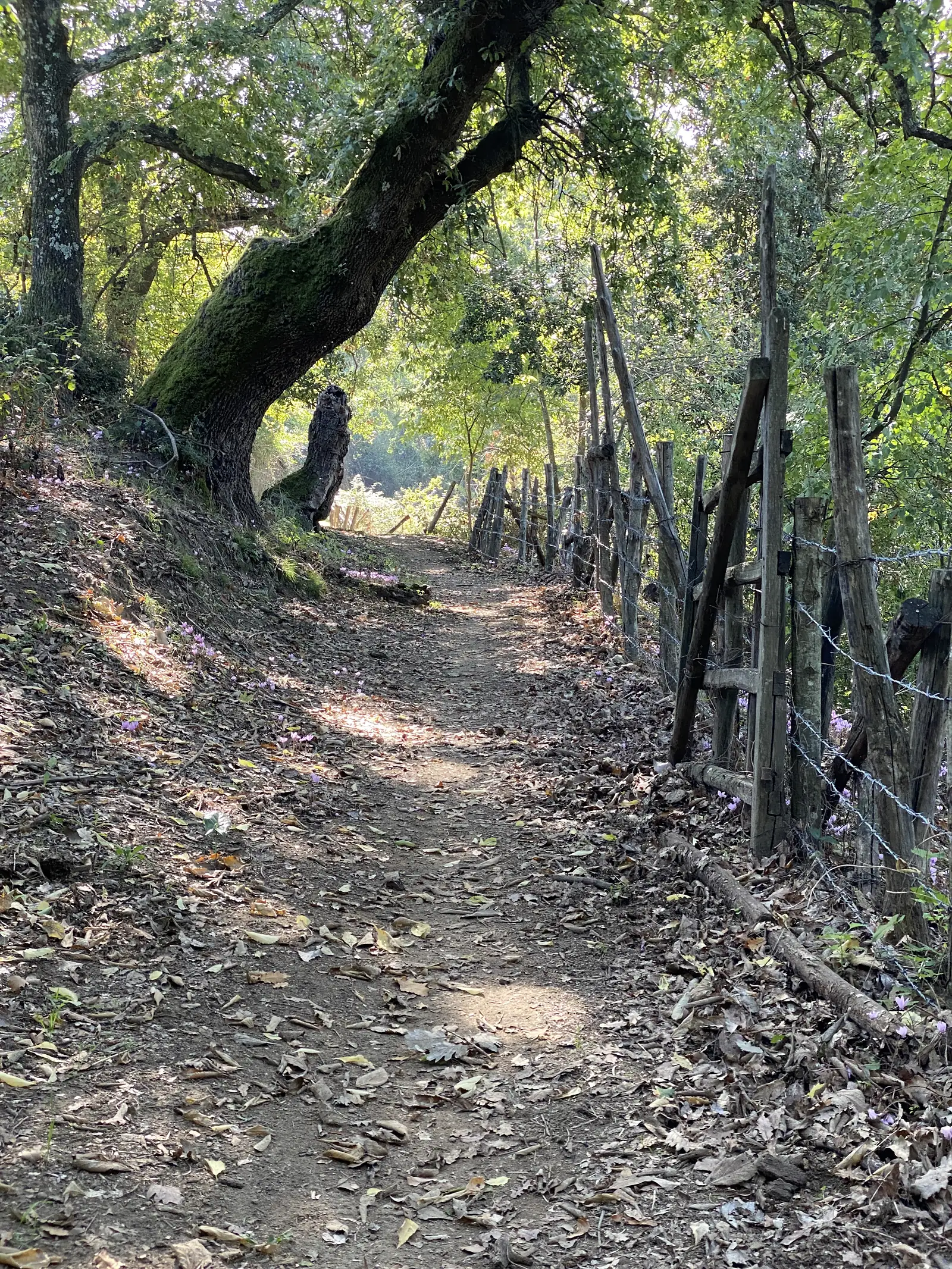 A leaf-strewn woodland path beside a leaning, weathered wooden fence, with a gnarled tree trunk arching overhead.