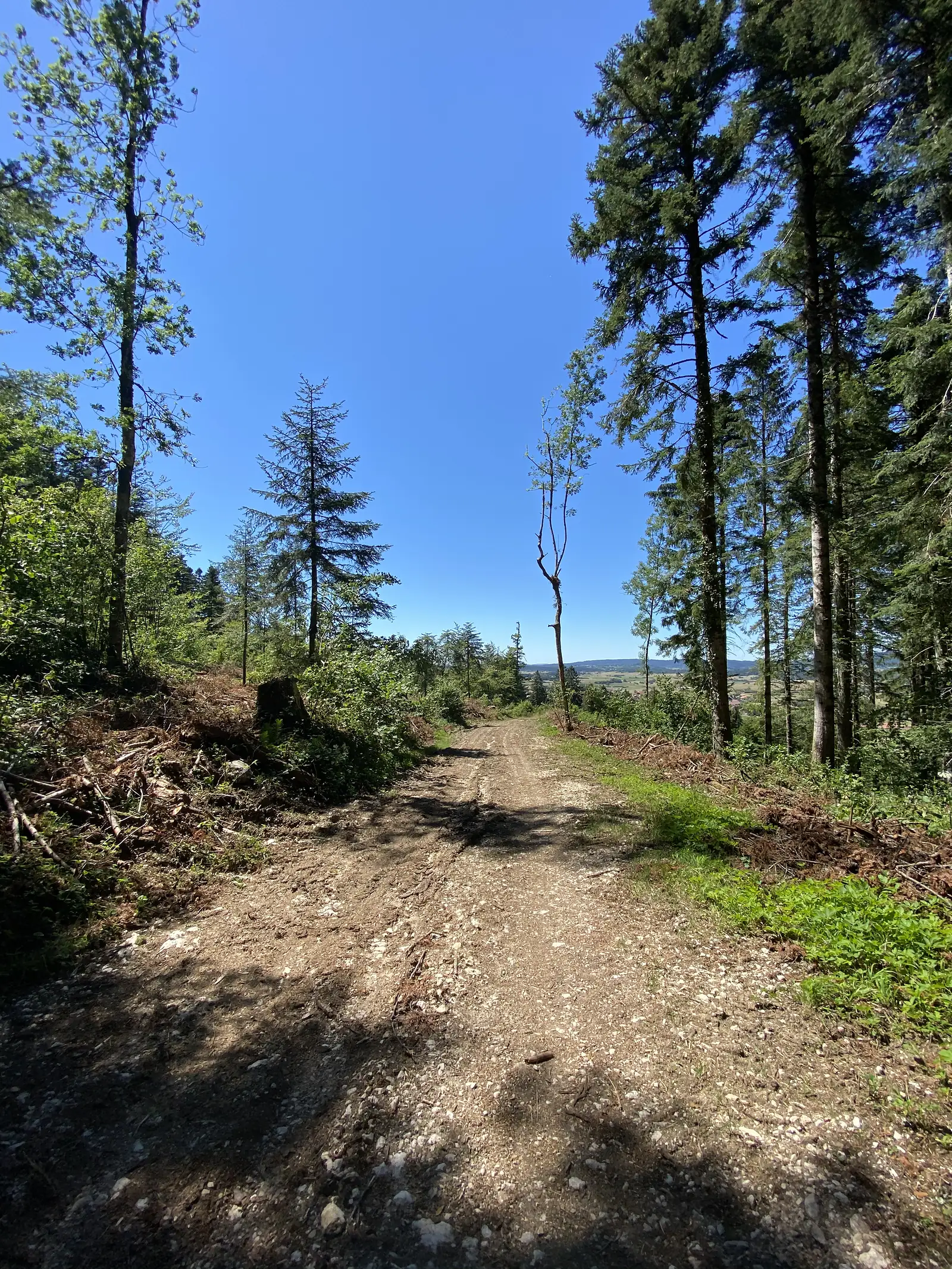 A stony forest track opens onto a wide view of rolling farmland and distant hills, a dead tree standing bare beside the path.