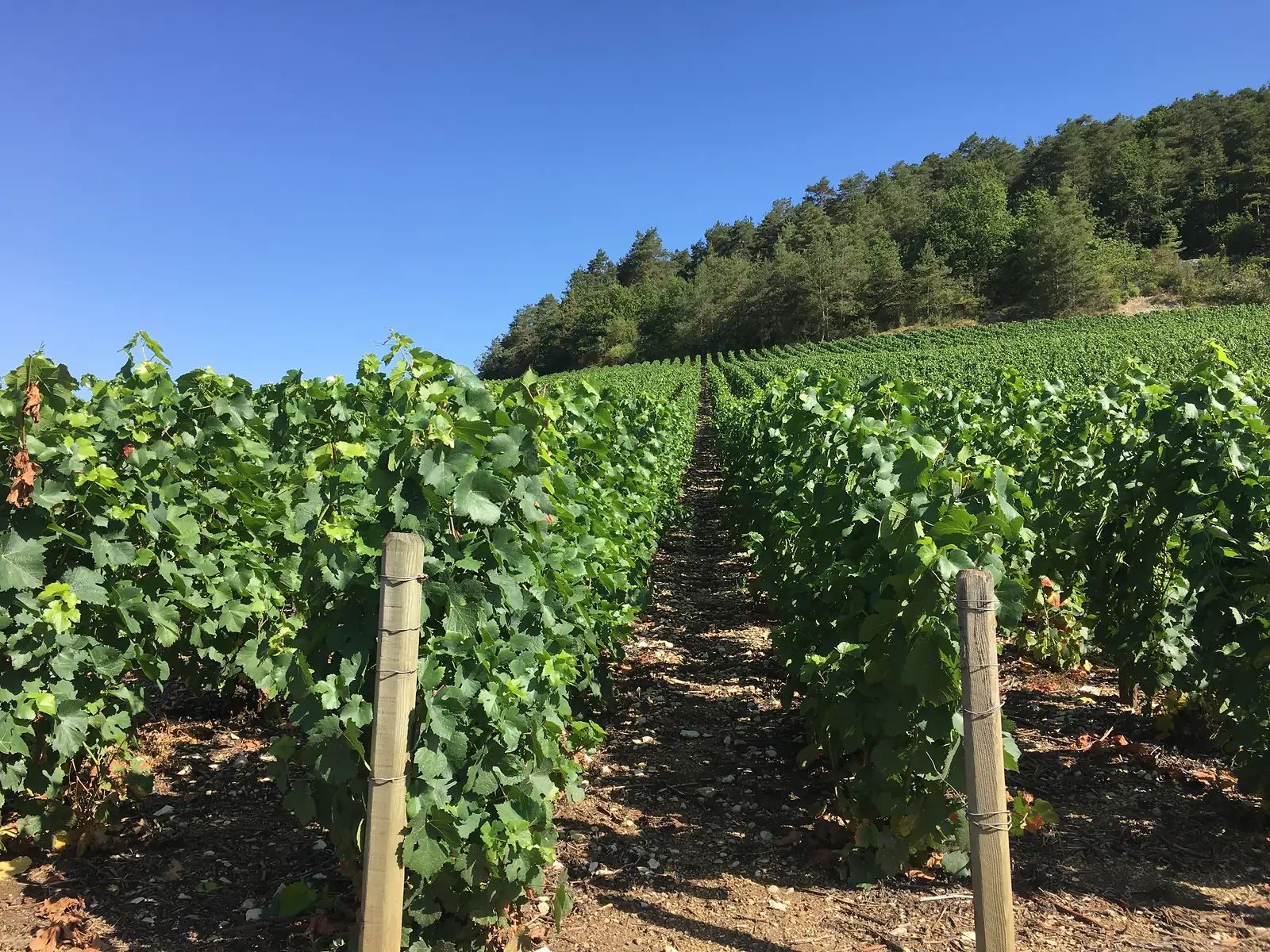 Rows of vine-covered trellises climb a hillside towards a band of woodland under a clear sky.