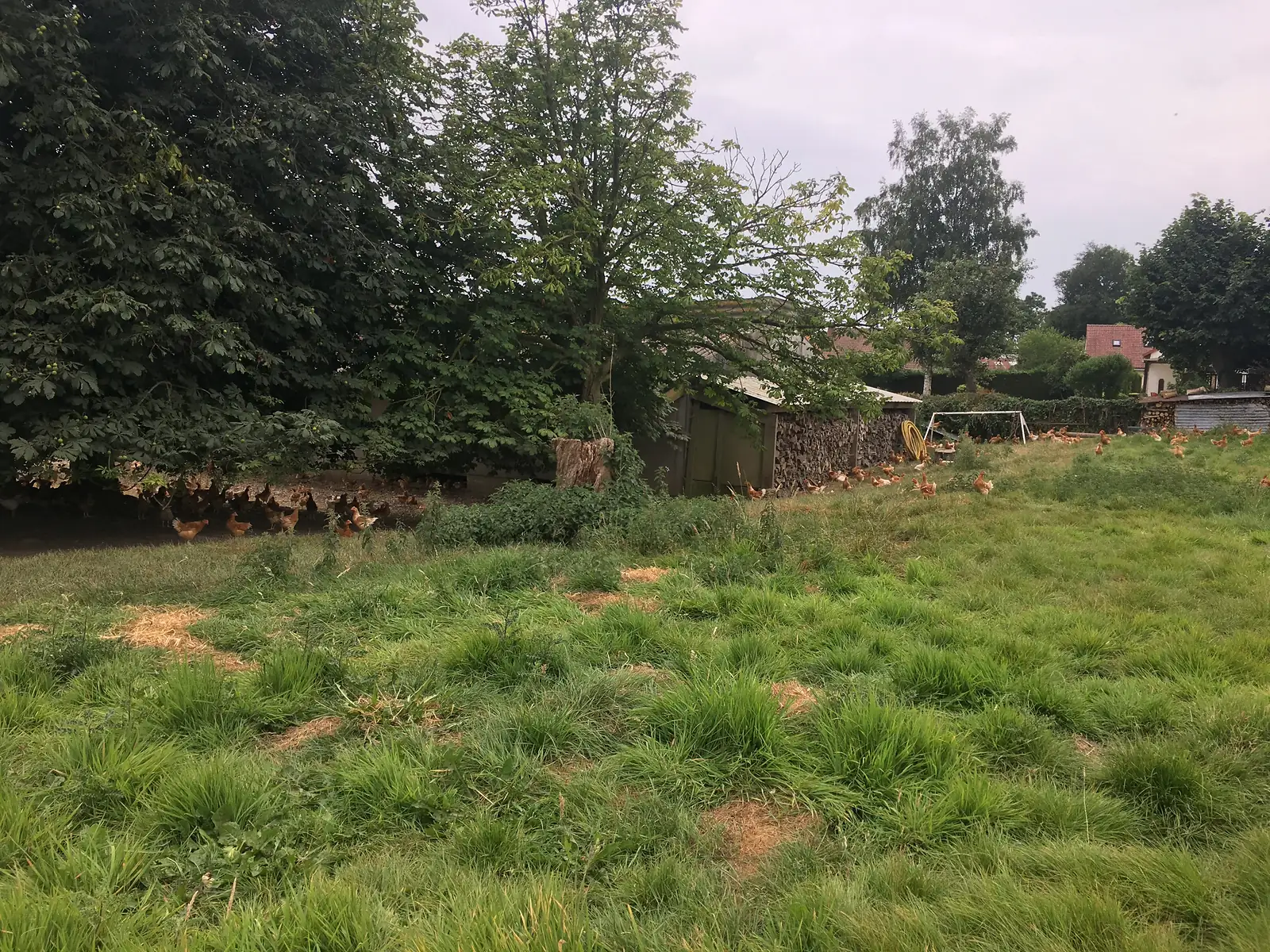 Free-range hens forage in long grass beneath chestnut trees next to a wooden shed and stacked firewood, with a football goal and houses visible beyond.