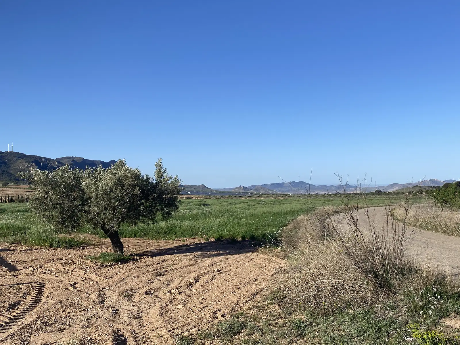 A lone olive tree on ploughed red earth beside a farm track, with green cereal fields and wind turbines on the ranges beyond.
